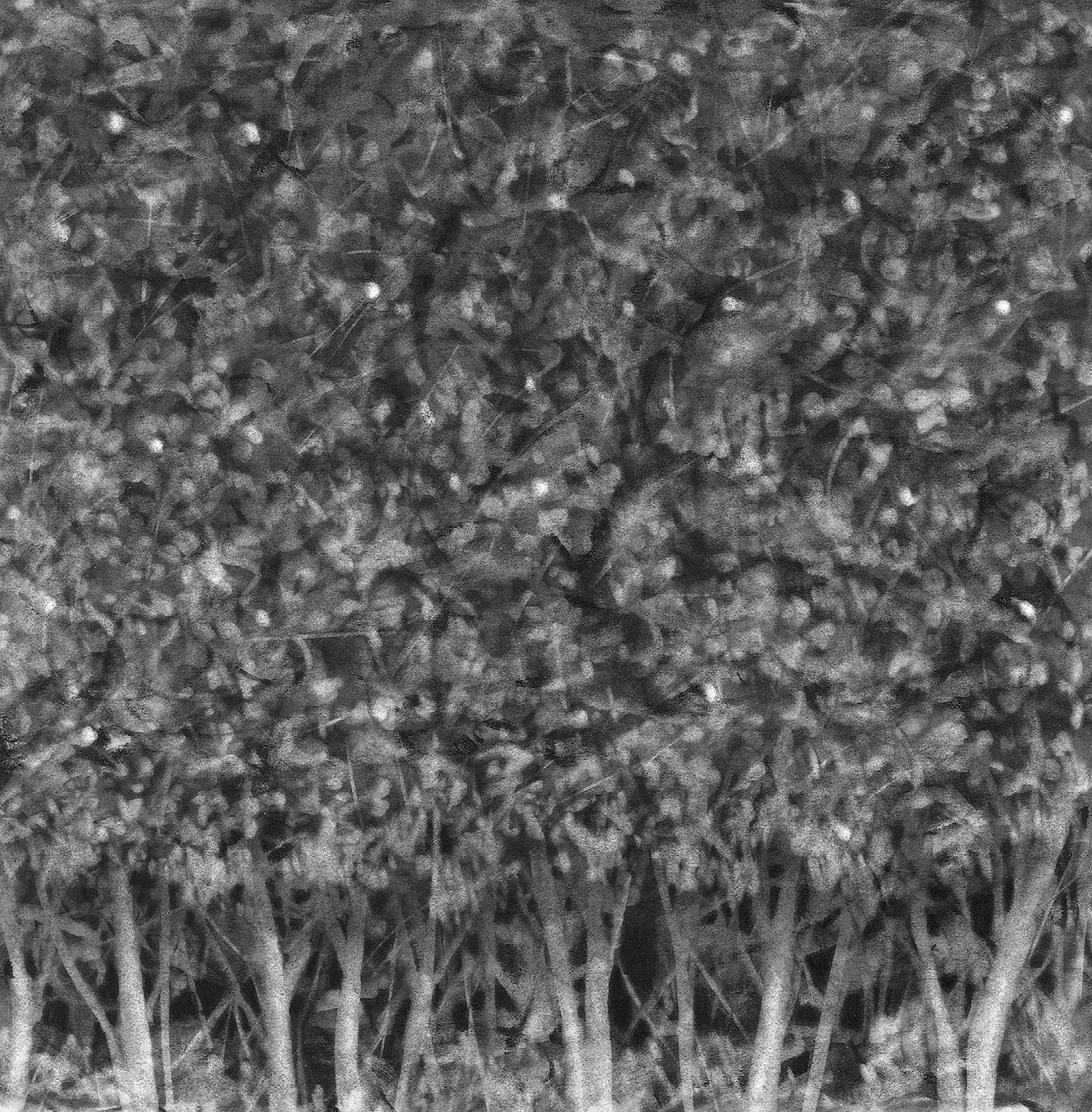 Hedge Row III, 8" x 8" charcoal on paper