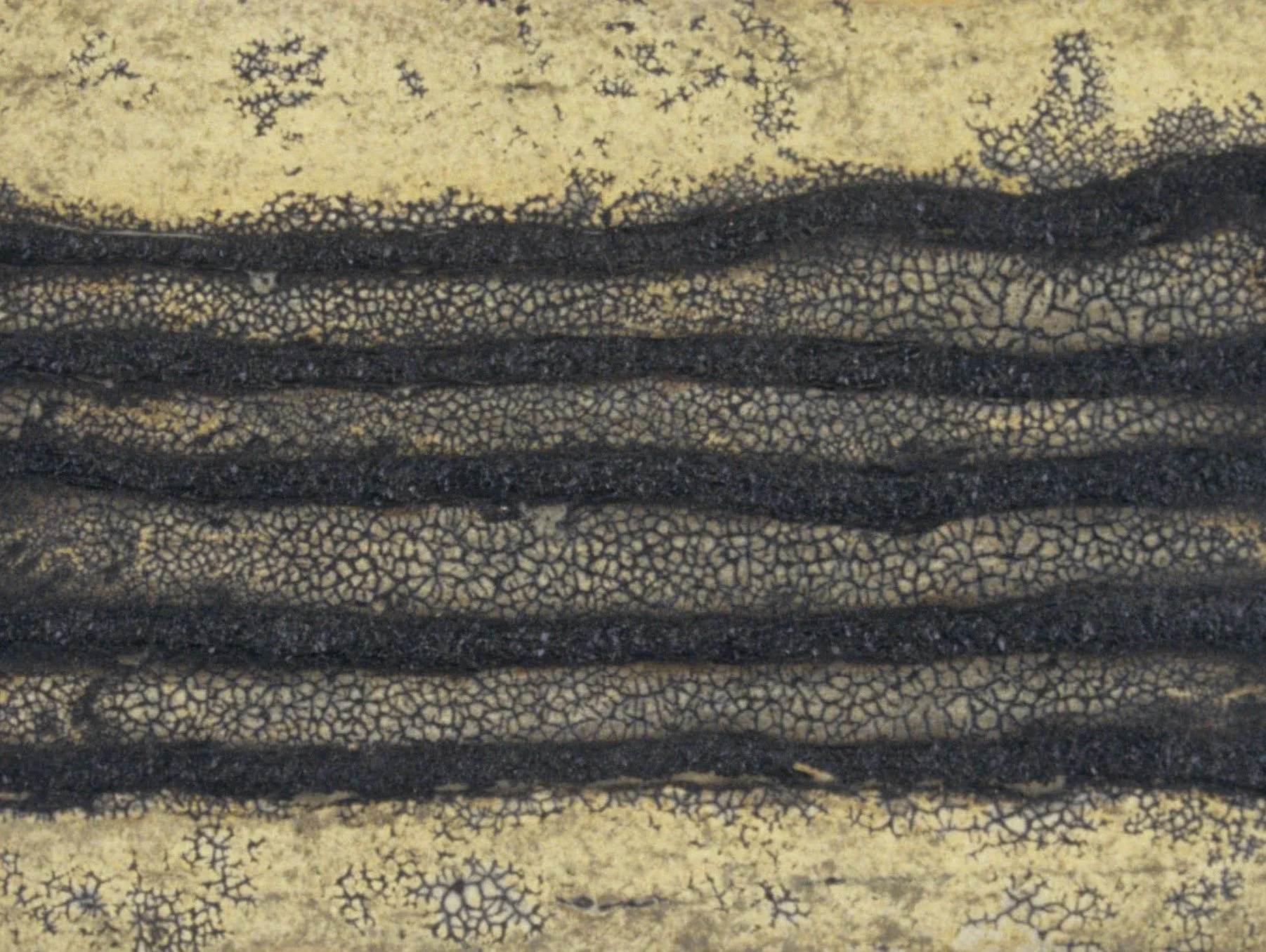 Furrows, 8 x 10", mixed media