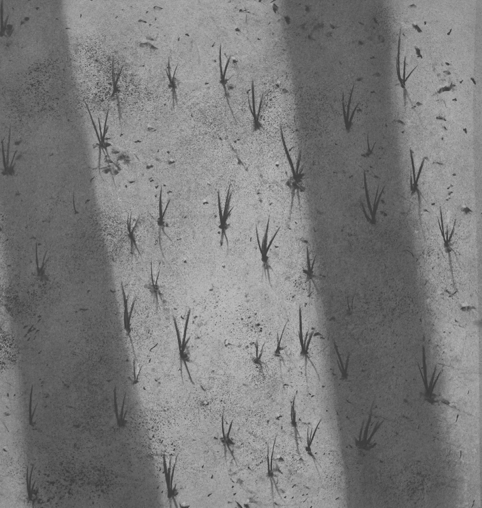 Shadows III, 16" x 15"  charcoal on paper