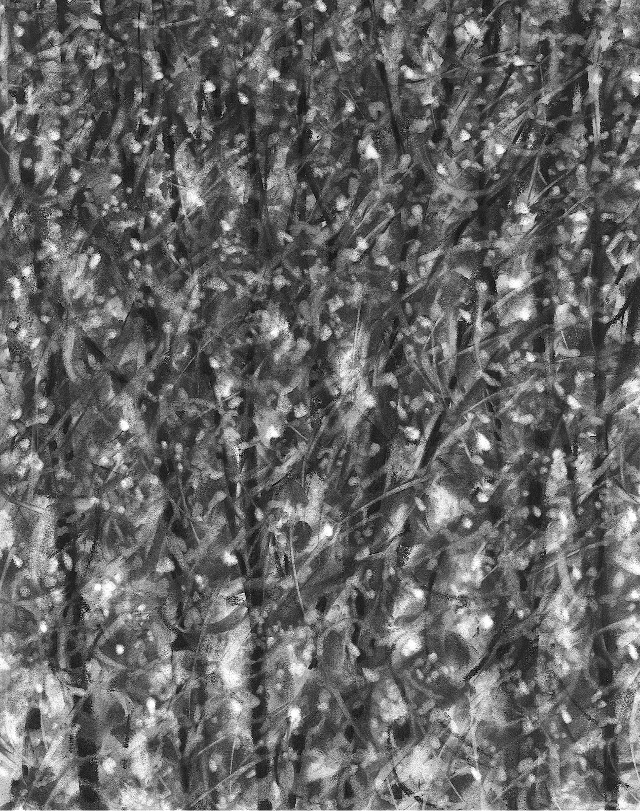 Canopy, 10" x 8"  charcoal on paper