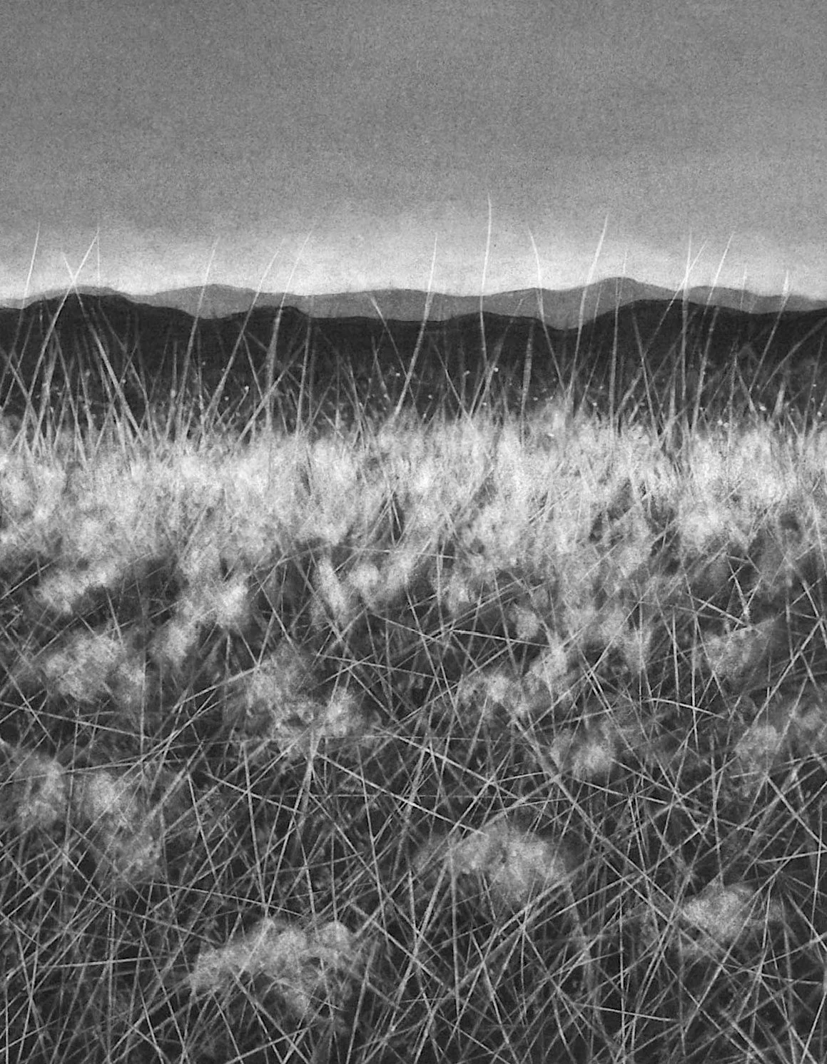 Frost Feathers II, 14" x 11" charcoal on paper