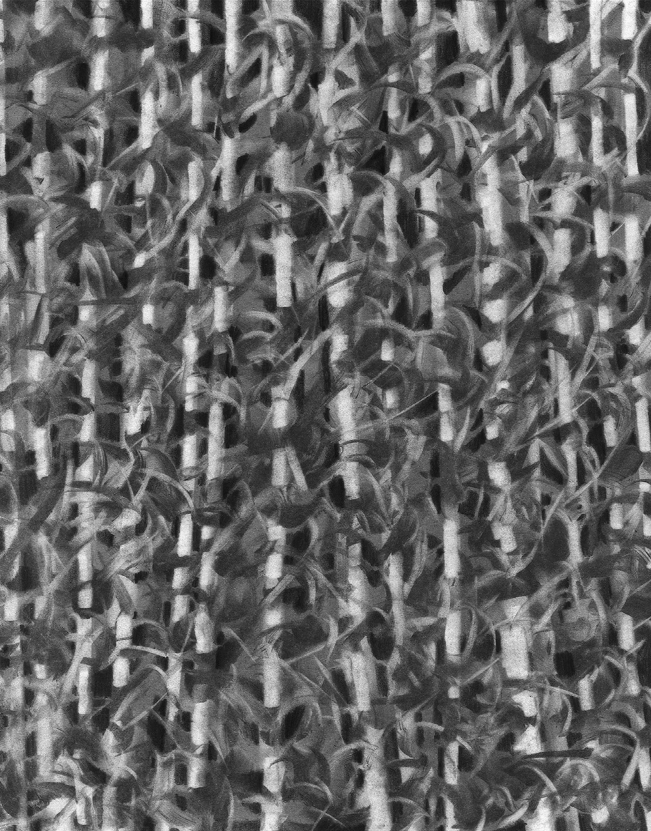 Bamboo, 10" x 8"  charcoal on paper