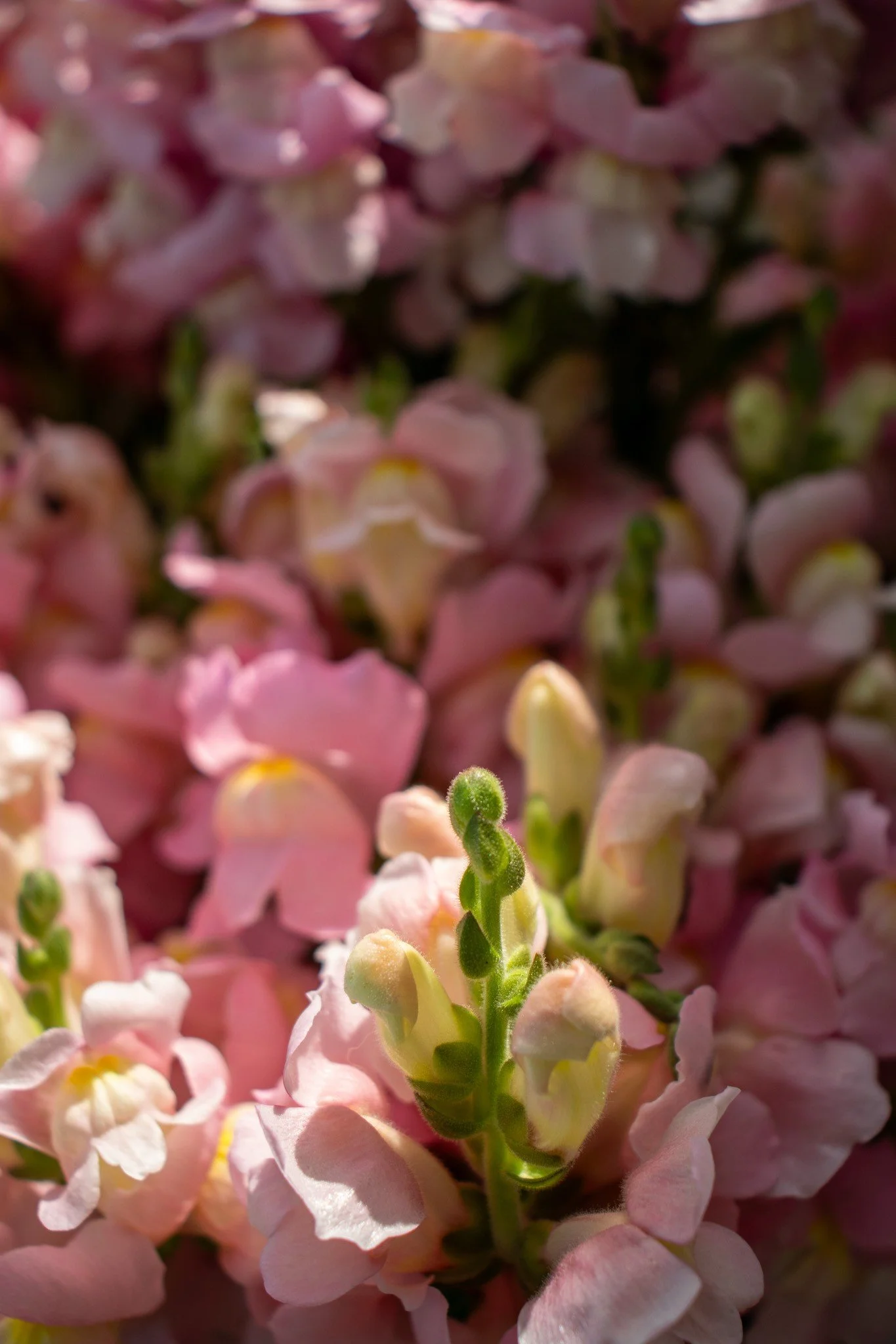 Pink Snapdragons