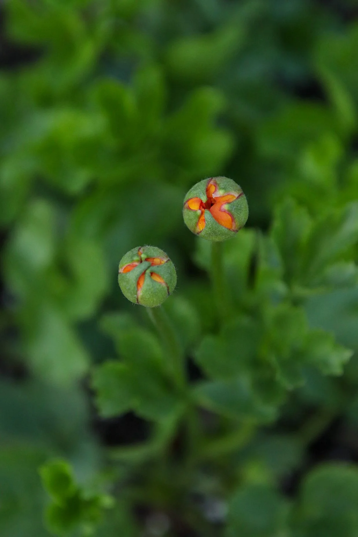 Close-up of two small green plant buds with orange petals beginning to emerge, surrounded by blurred green foliage.