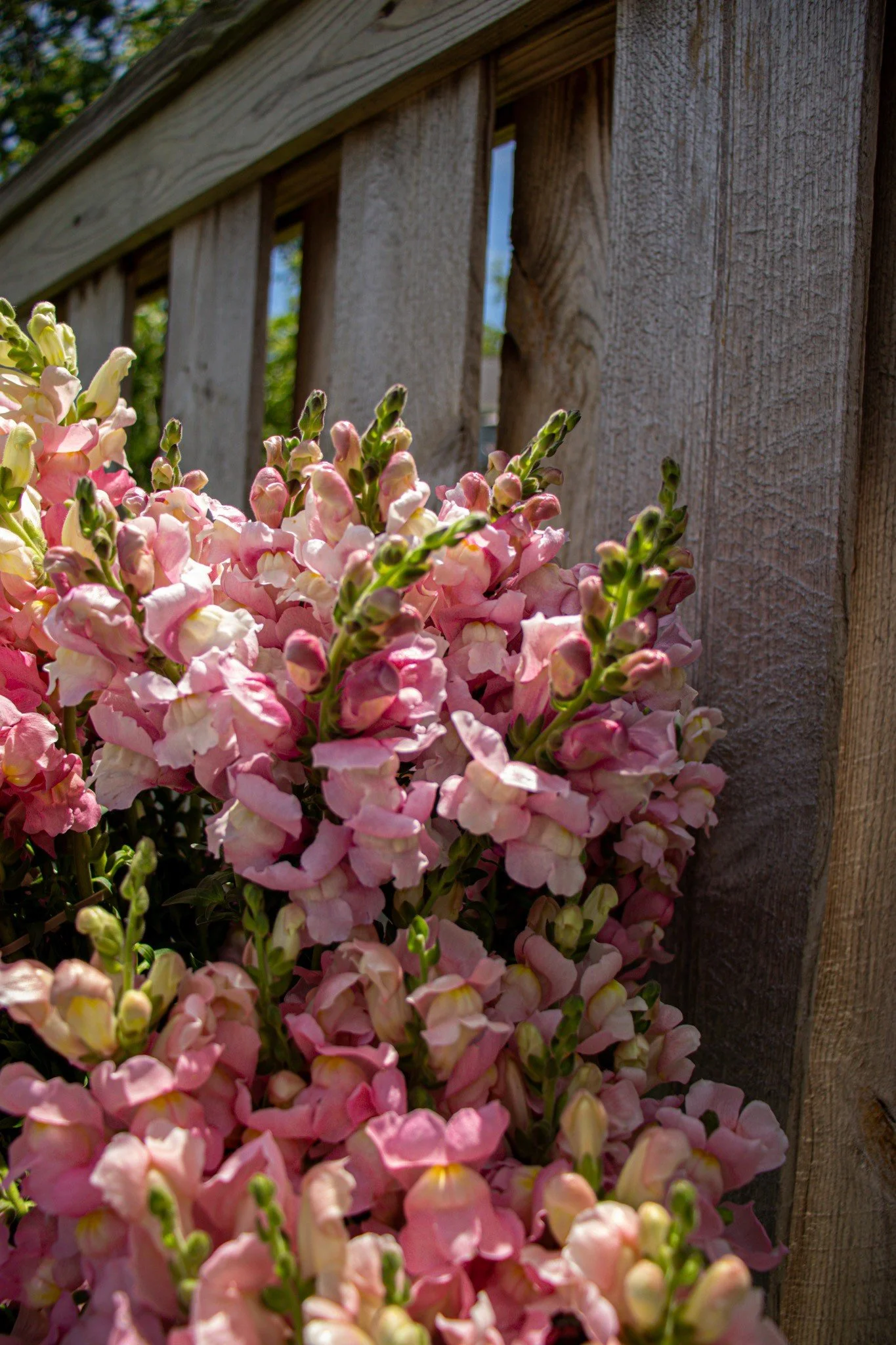 Pink and Lavender Snapdragons