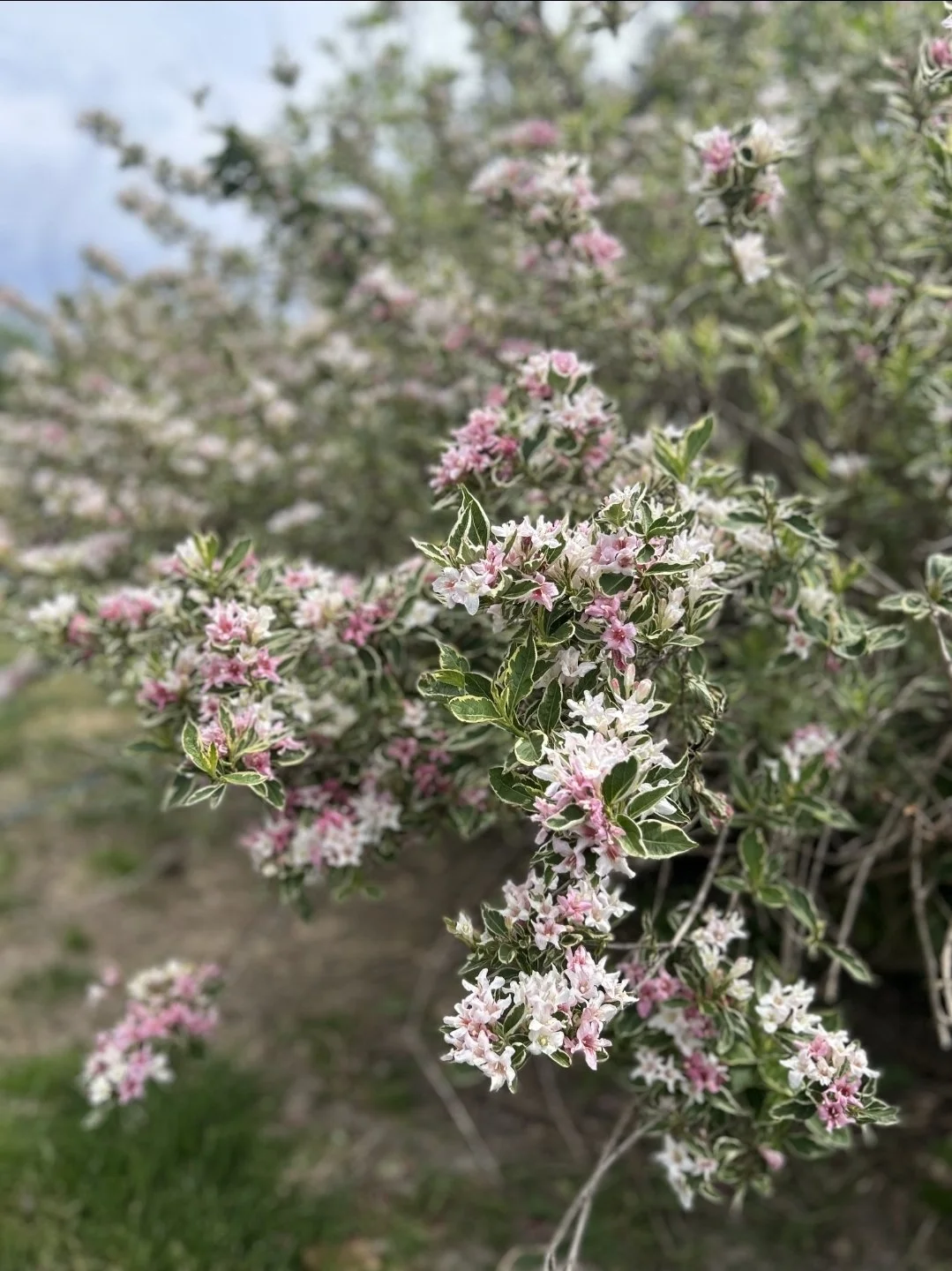 Variegated Weigela 