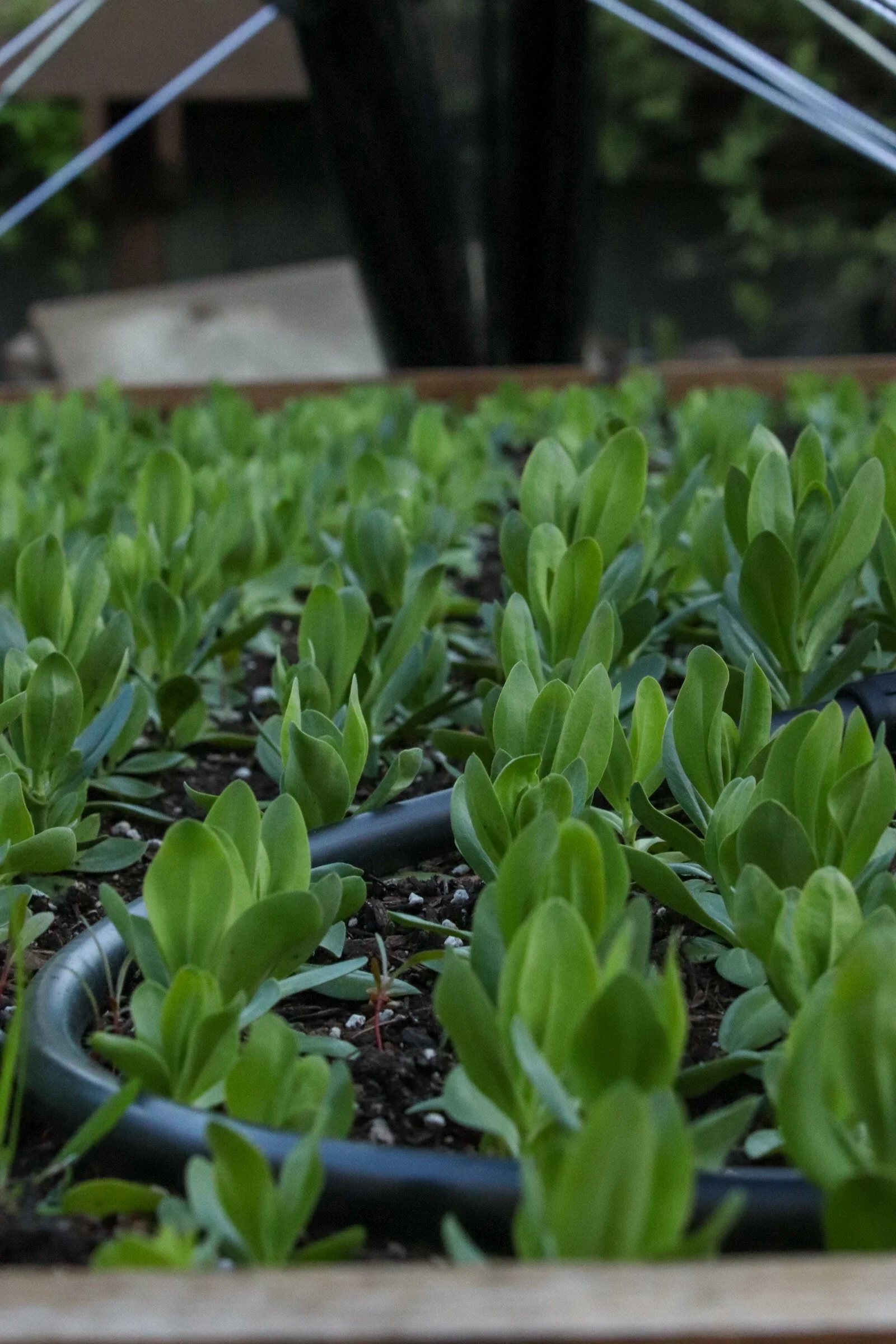 Close-up of young green seedlings growing in a black plastic tray filled with soil, with some small red stems visible among the leaves.
