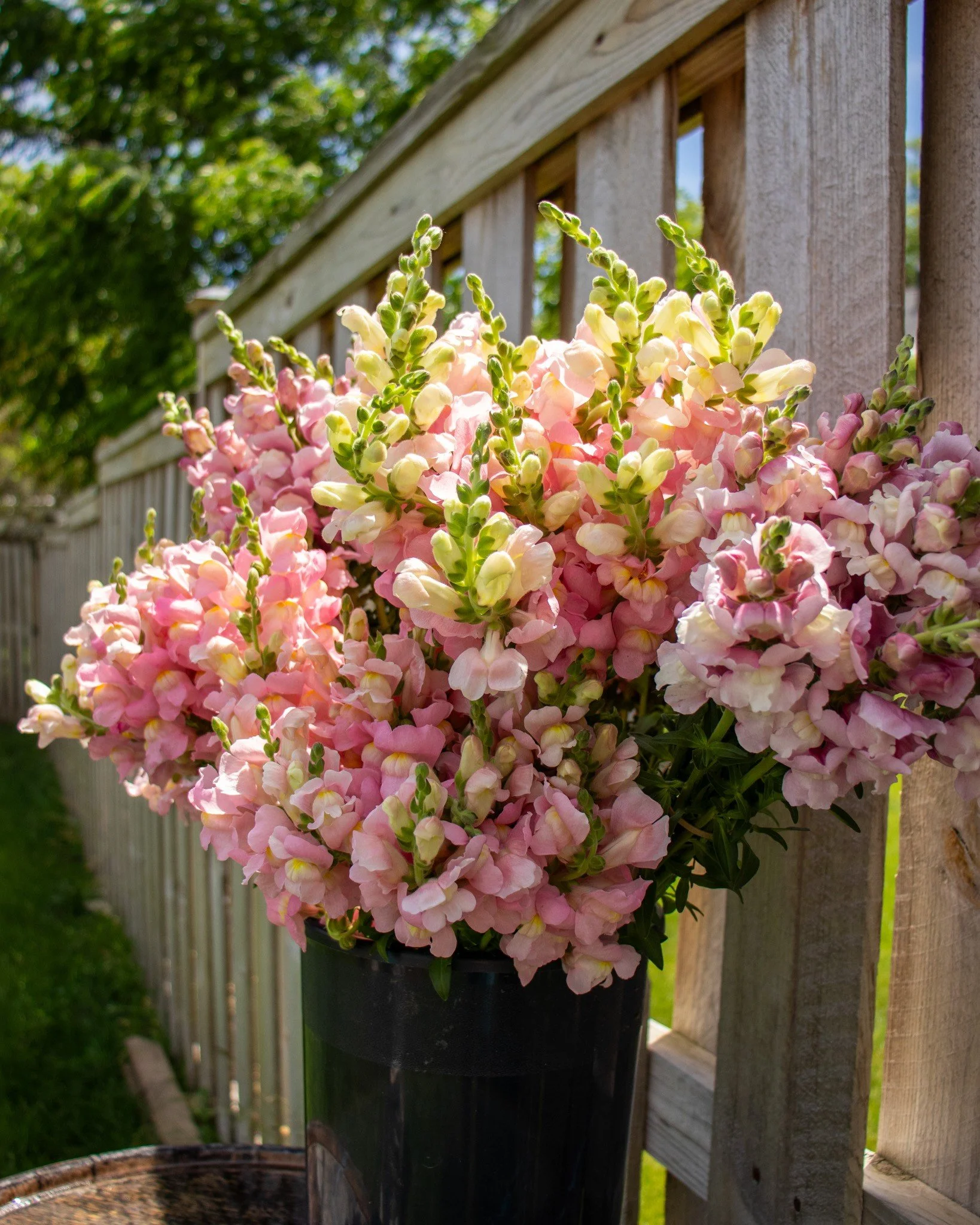 Pink and Lavender Snapdragons