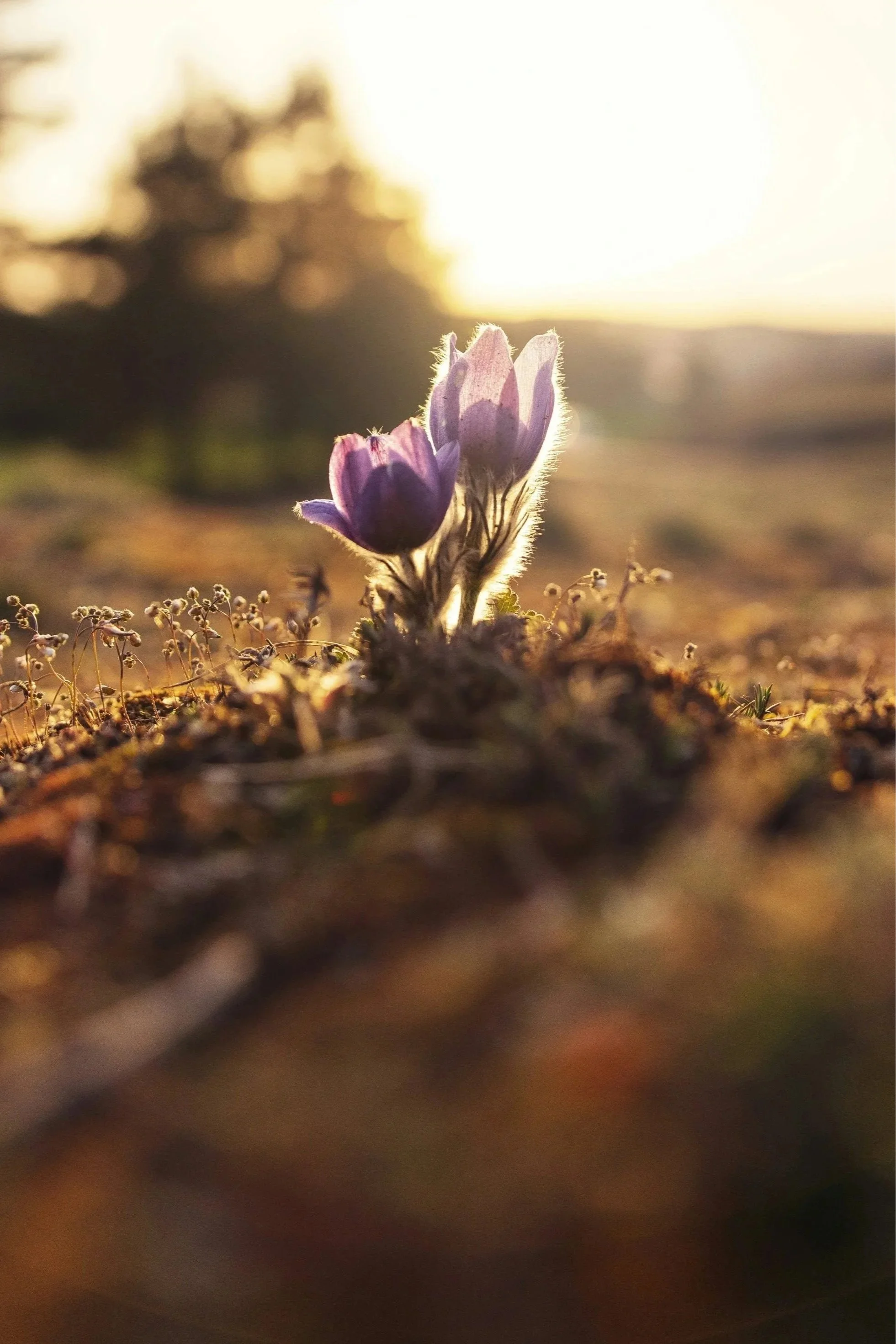 Close-up of a small purple flower blooming in the morning sunlight, with a blurred background of trees and sky.