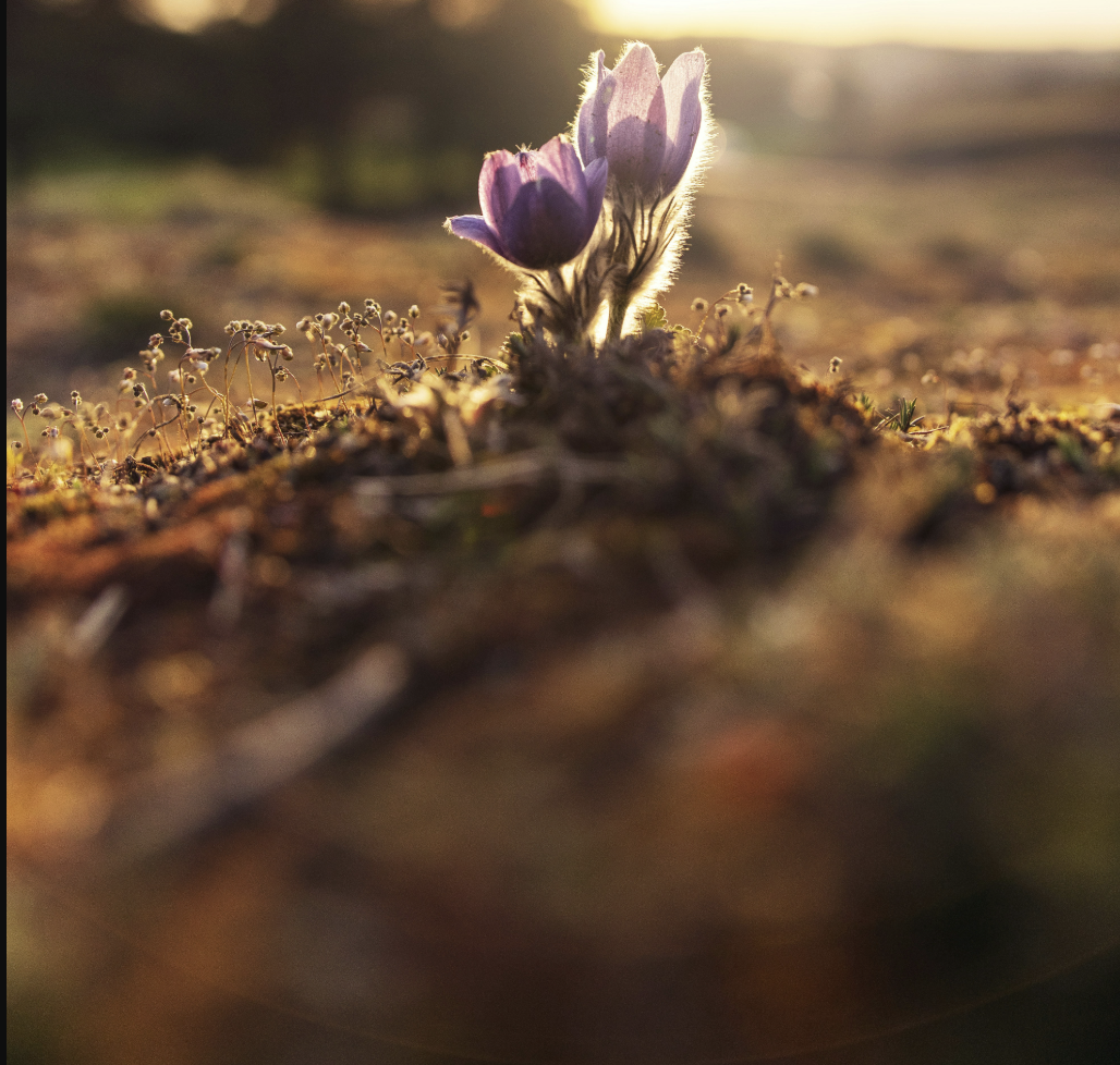 Close-up of a blooming purple flower in the soil with tiny surrounding plants, basking in sunlight at sunset or sunrise.
