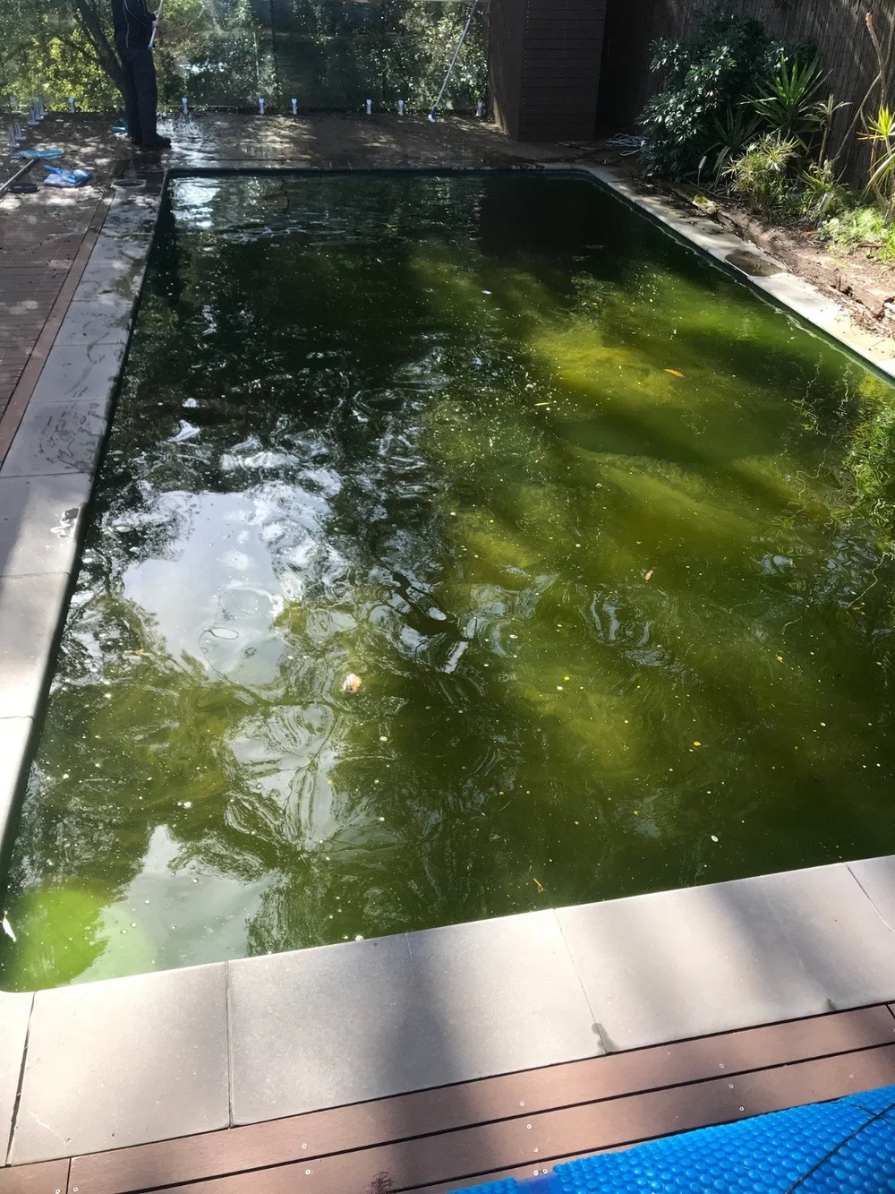 Pool before green pool recovery by Sunshine Coast Pool Patrol