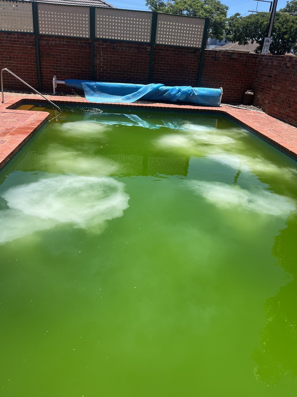 Pool before green pool treatment by Sunshine Coast Pool Patrol