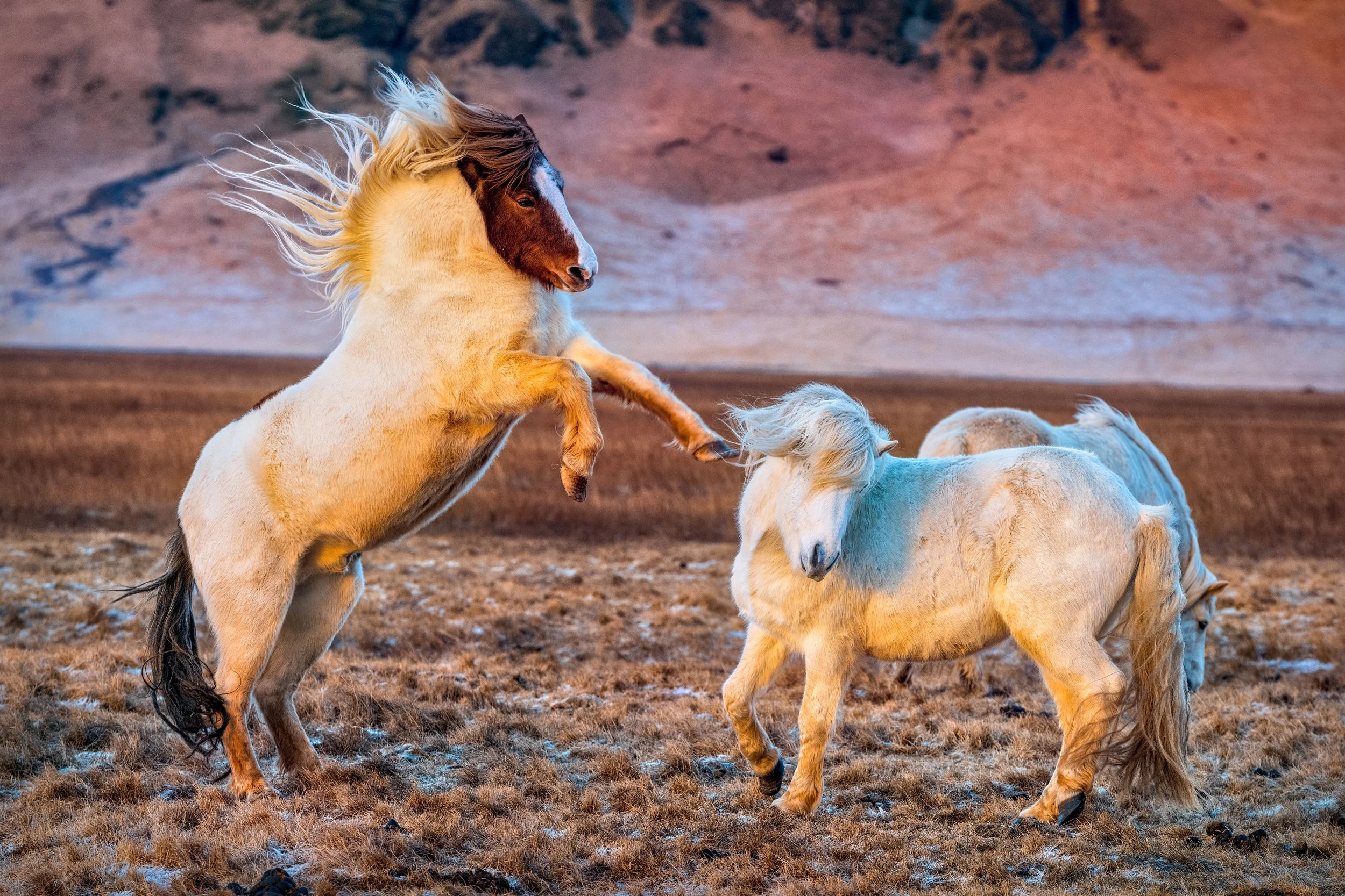 A beige horse rearing up on its hind legs and kicking a smaller, light-colored horse with a flowing mane on a brown, dry landscape with a mountainous background.