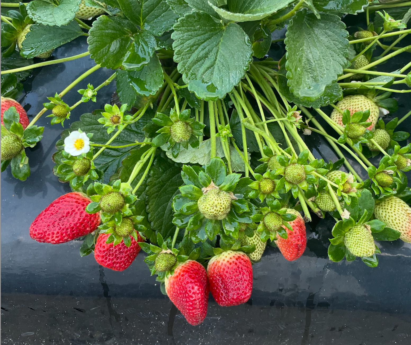 Strawberries+1.png