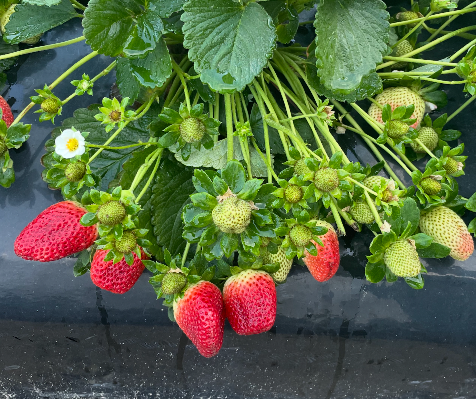 Strawberries+1.png