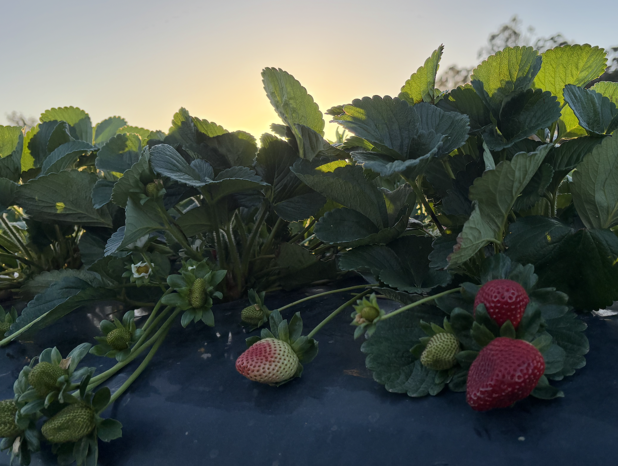 Strawberries 2.png