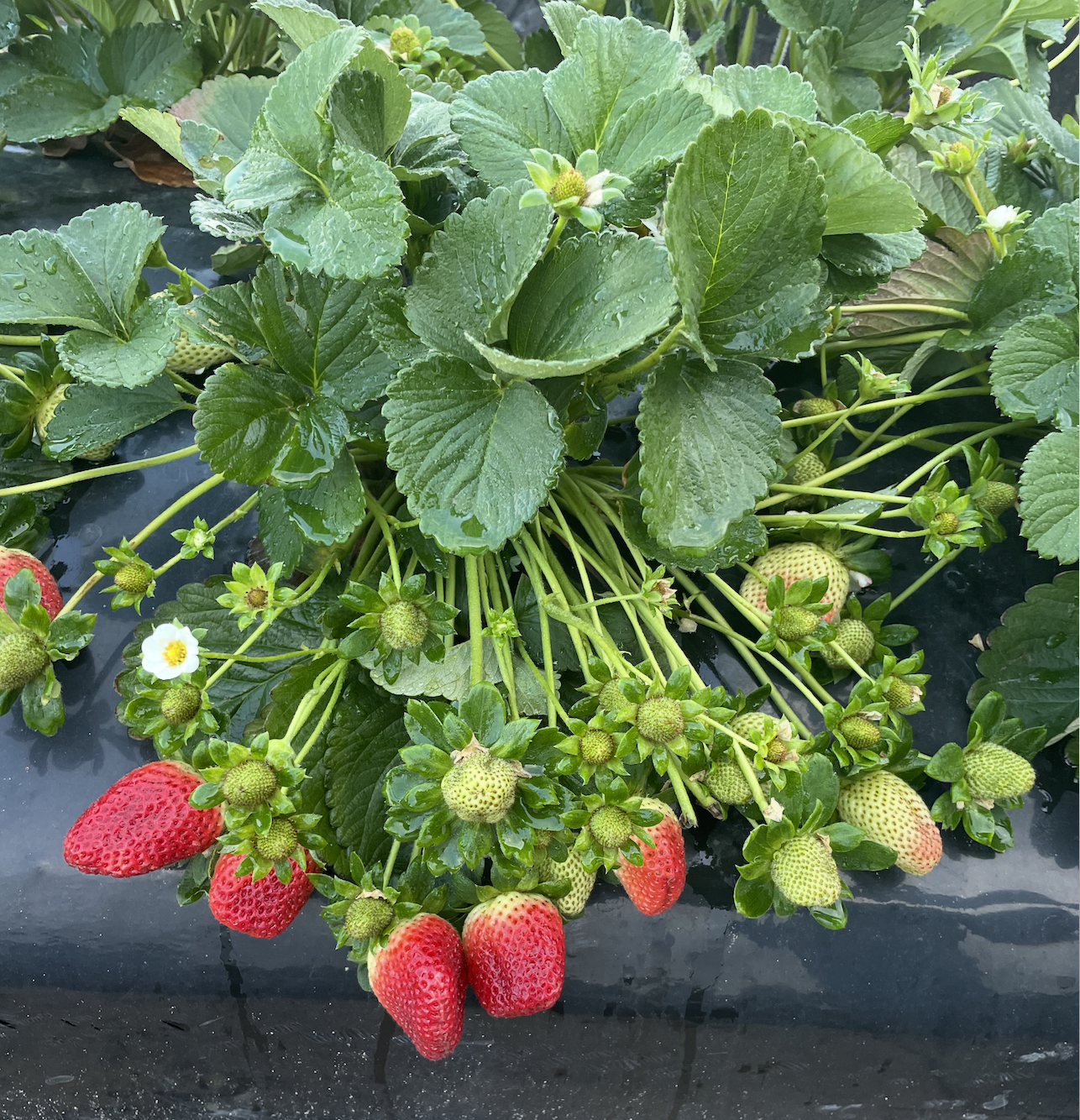 Strawberries.png