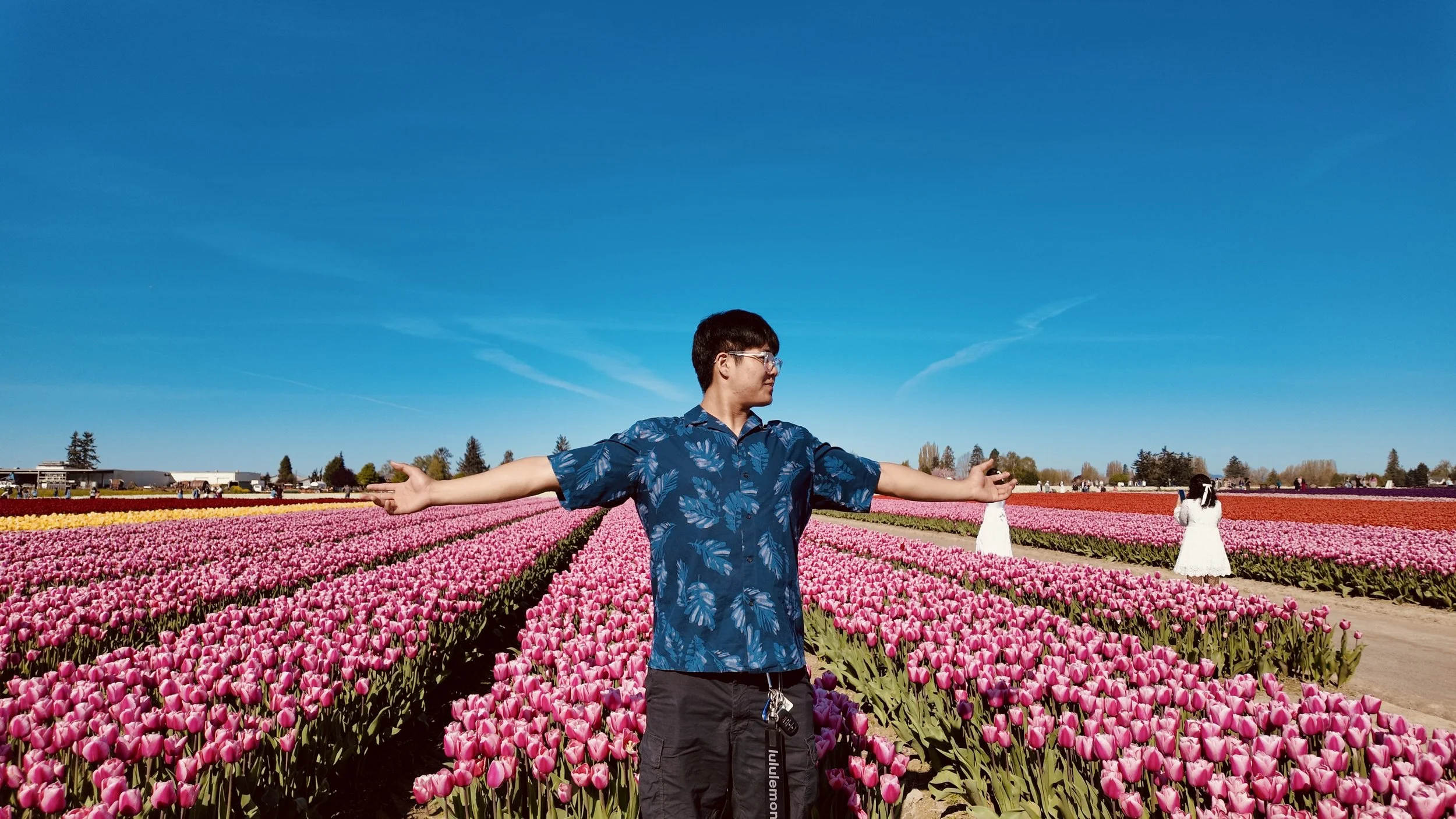 A person standing in a field of pink tulips with arms outstretched under a clear blue sky.