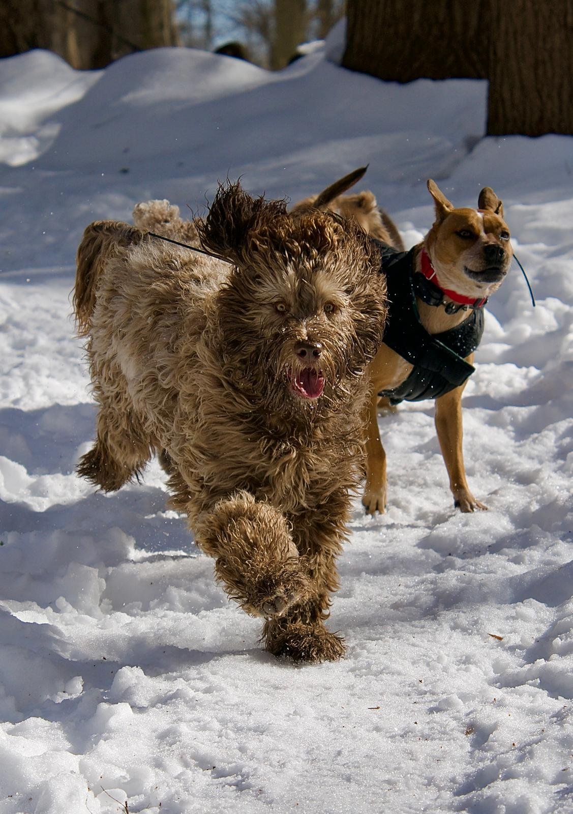Ozzy & Maya (Labradoodle & Cattle mix)