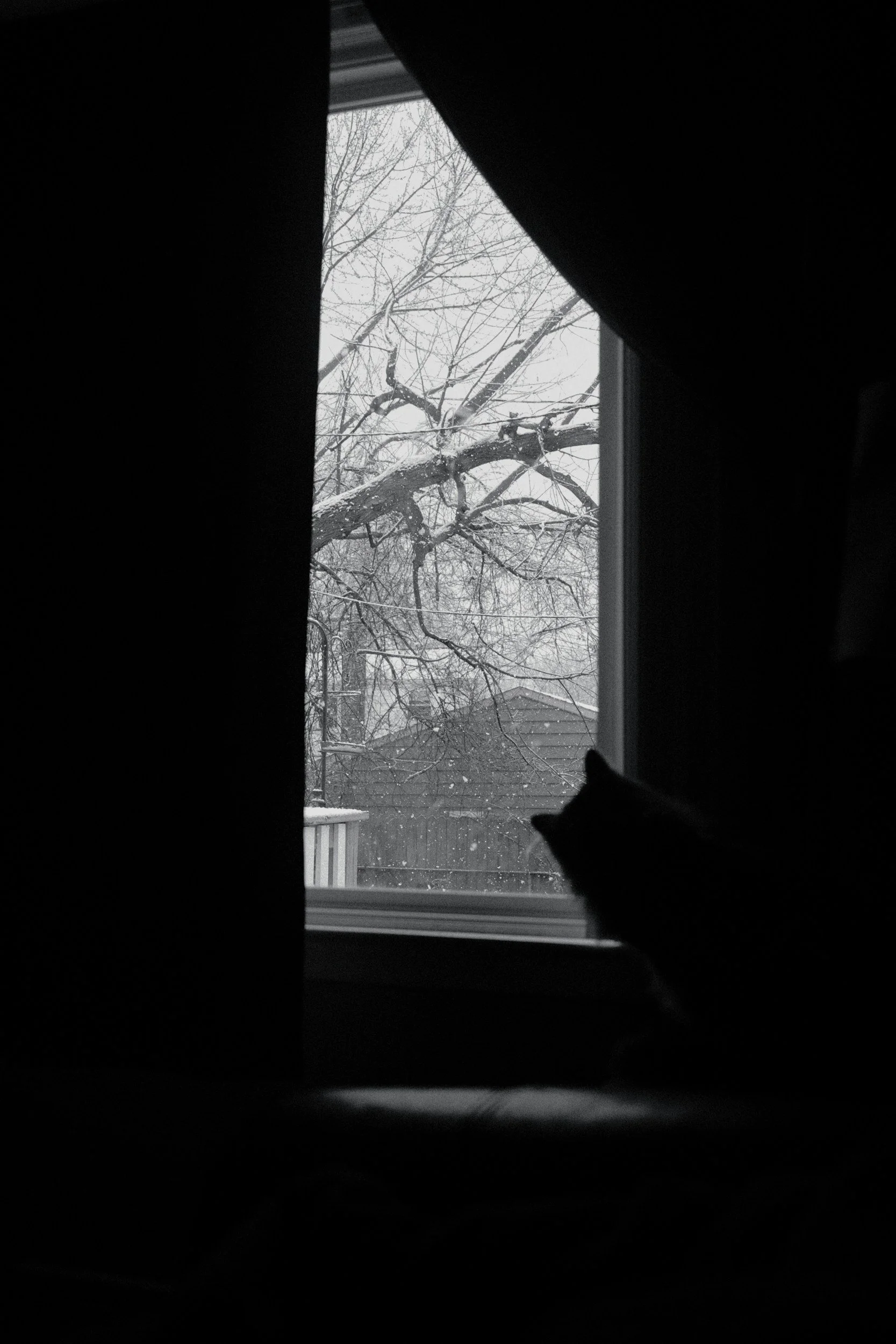 Dark window with a cat sitting on the sill outside, snow and bare tree branches visible through the window during overcast weather.