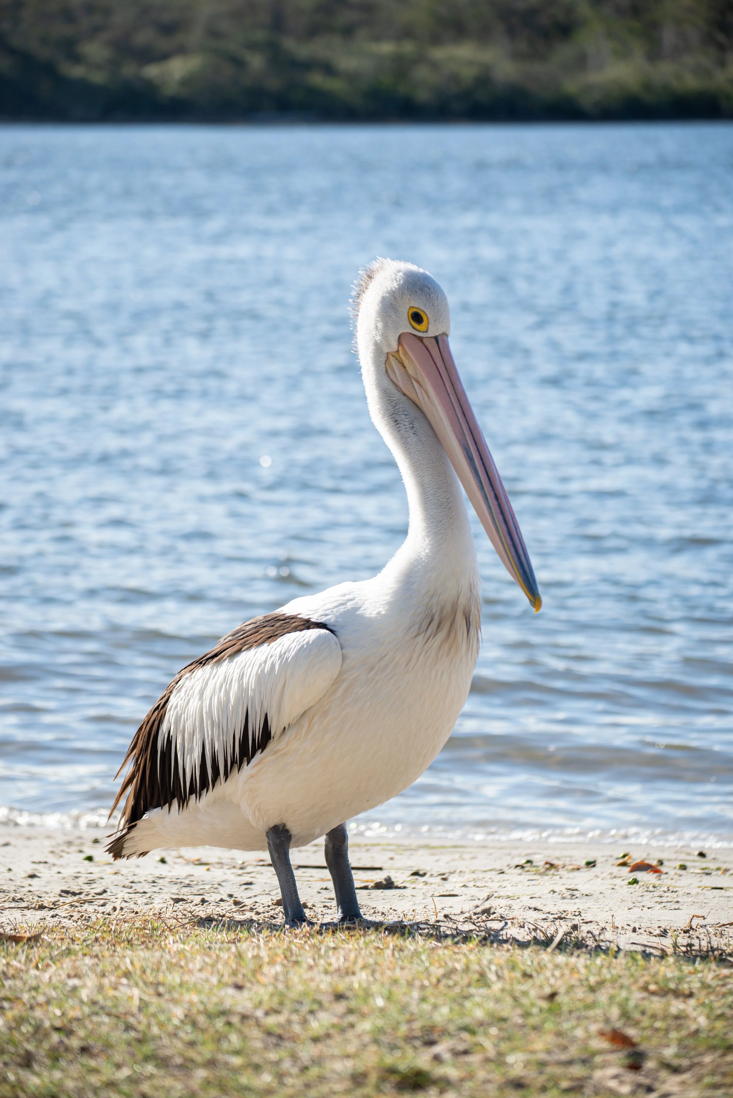 Australian pelican on the shoreline in the City of Mandurah, Perth, representing the coastal environment where ClearHaven provides premium whole-home water filtration systems professionally installed for homeowners throughout the City of Mandurah.