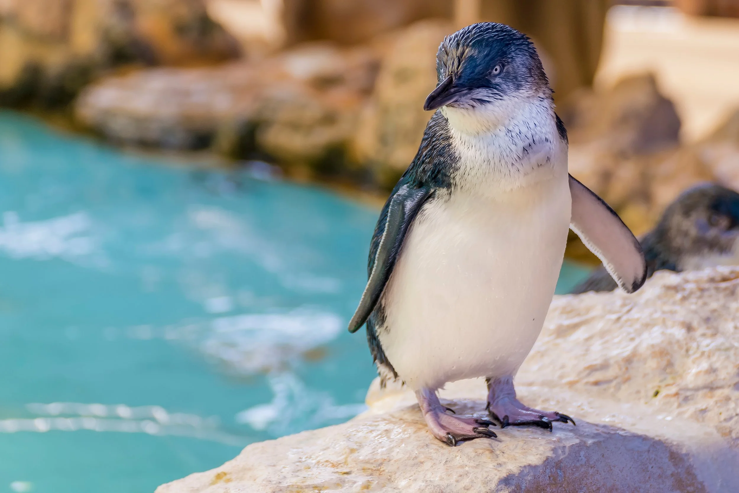 Little penguin at Shoalwater Islands Marine Park in the City of Rockingham, Perth, where ClearHaven provides premium whole-home water filtration systems professionally installed for homeowners throughout the City of Rockingham.