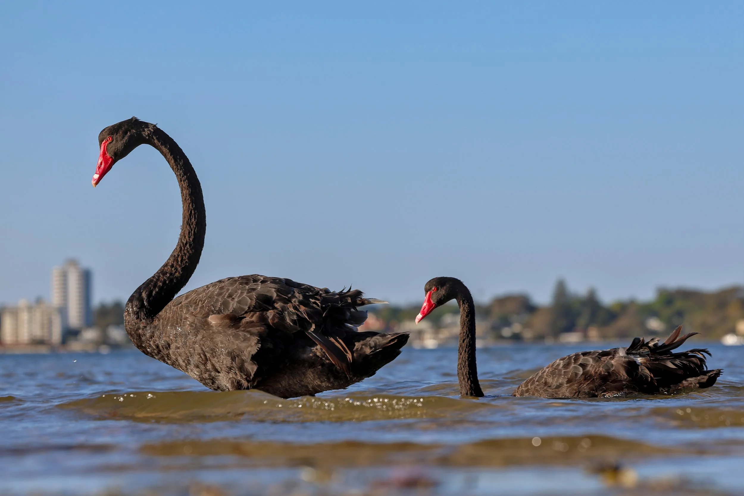Black swans swimming on the Swan River in the City of Melville, Perth, representing the local community where ClearHaven provides premium whole-home water filtration systems professionally installed for homeowners throughout the City of Melville.