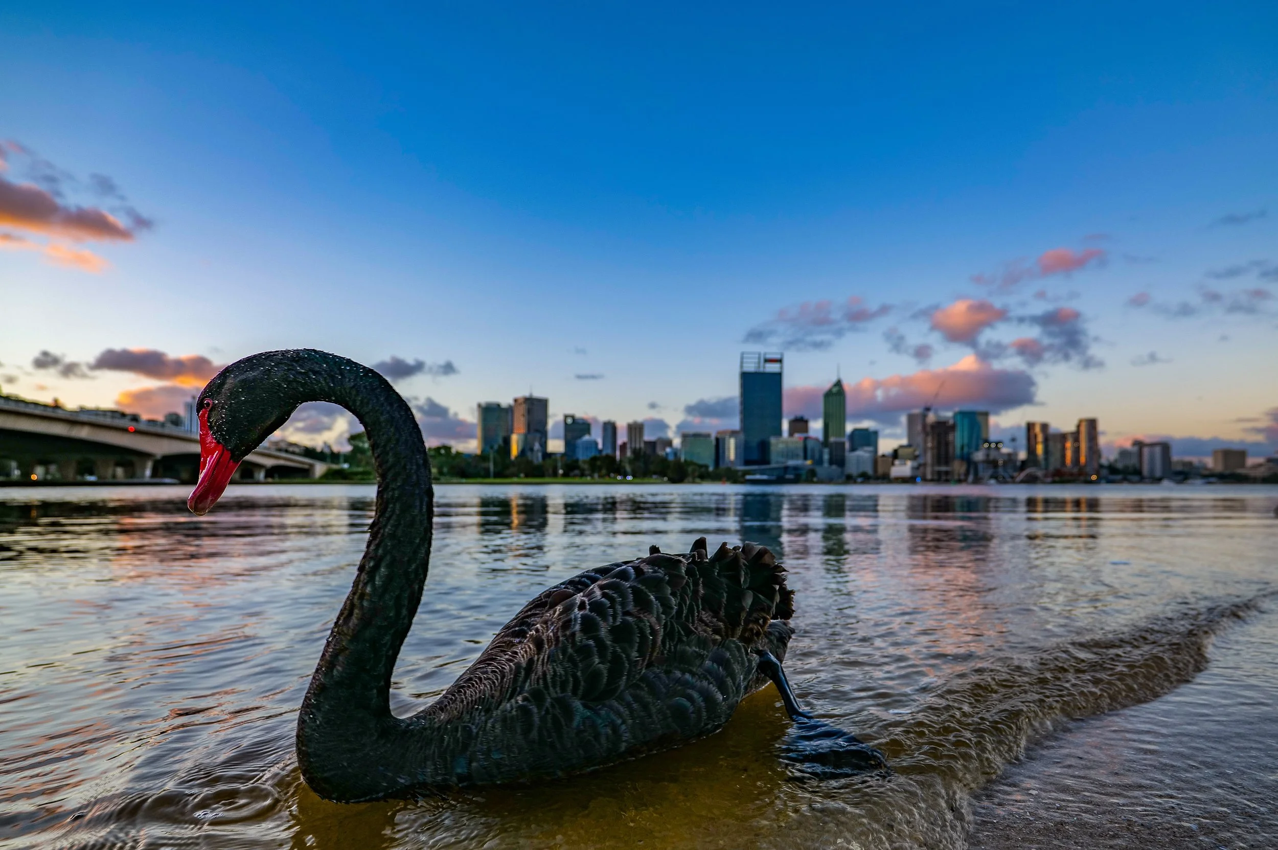 Black swan on the Swan River with the Perth skyline viewed from the City of South Perth, where ClearHaven provides premium whole-home water filtration systems professionally installed for homeowners throughout the City of South Perth.