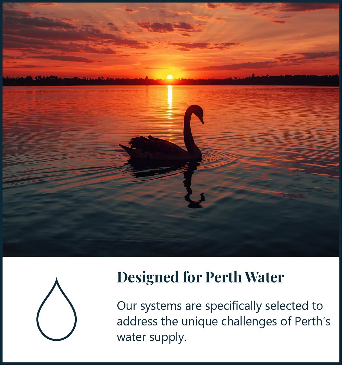 Black swan on the Swan River in Perth, representing ClearHaven Water Filtration's proudly local Western Australian business.