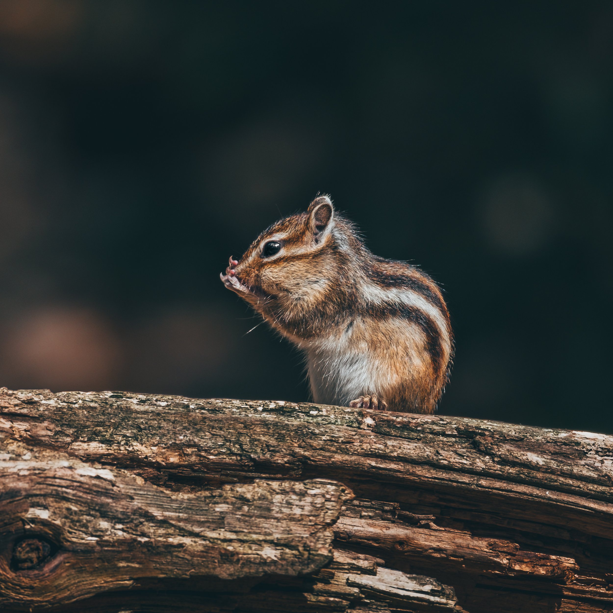 Close-up of a small squirrel on a tree branch, holding a nut near its mouth against a dark blurred background.