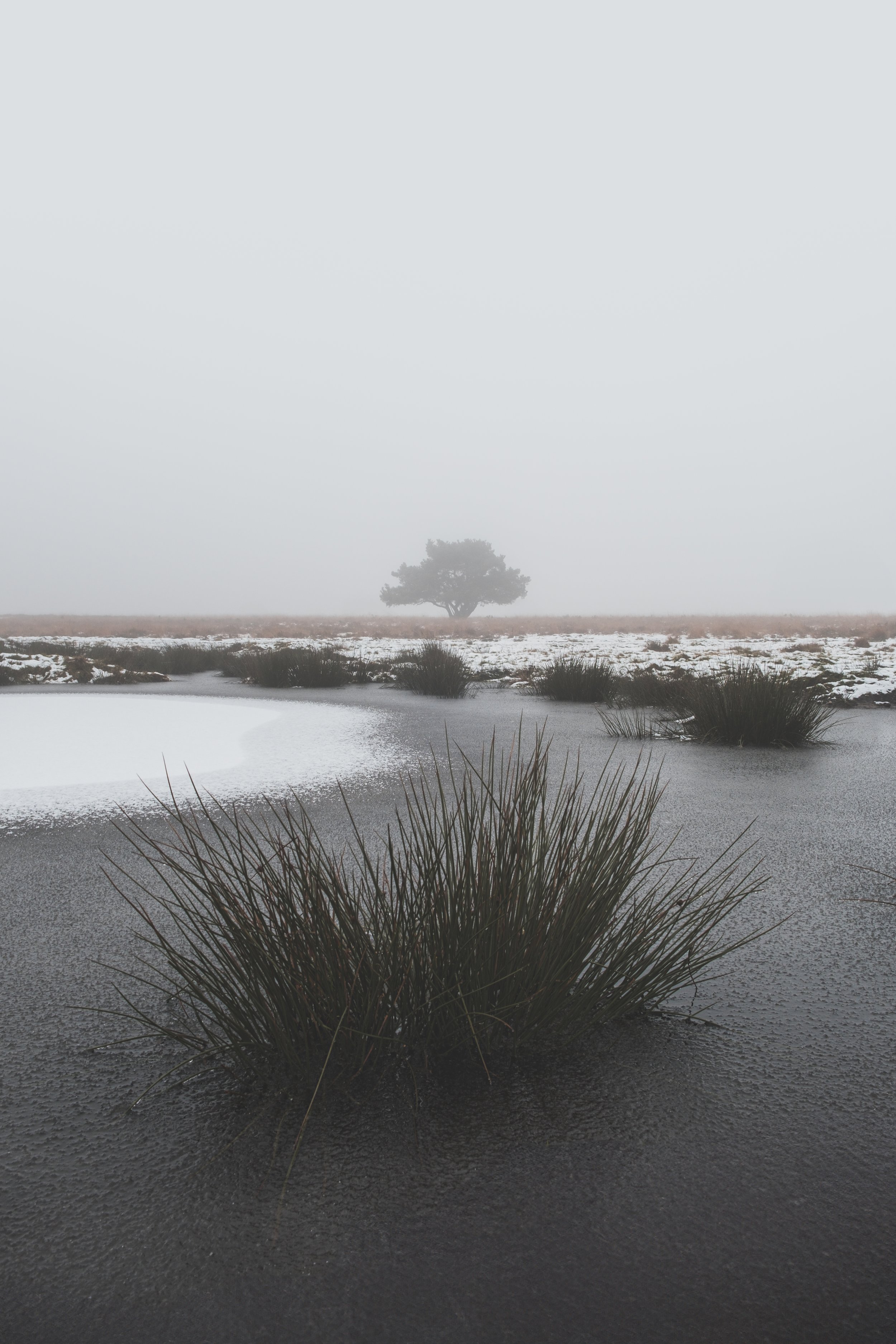 A foggy landscape featuring a small pond with icy edges, dry grass near the water, a snow-covered ground, and a lone tree in the distance under a gray sky.