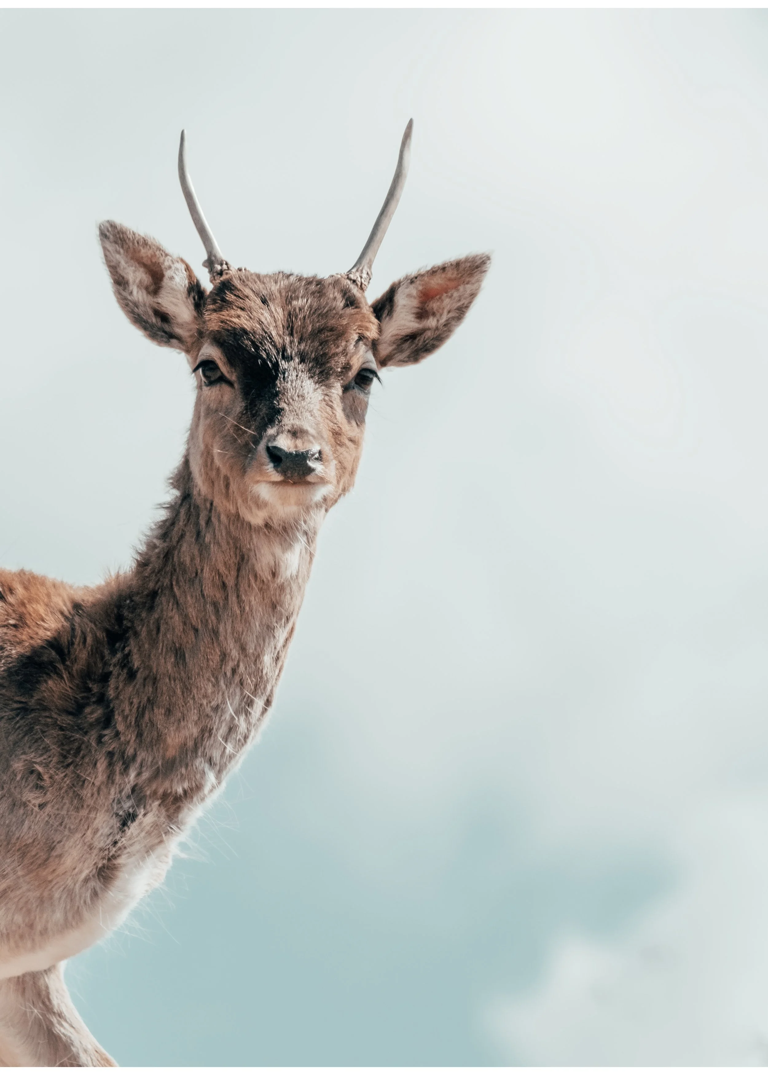 Close-up of a young deer with antlers, standing outdoors against a cloudy sky