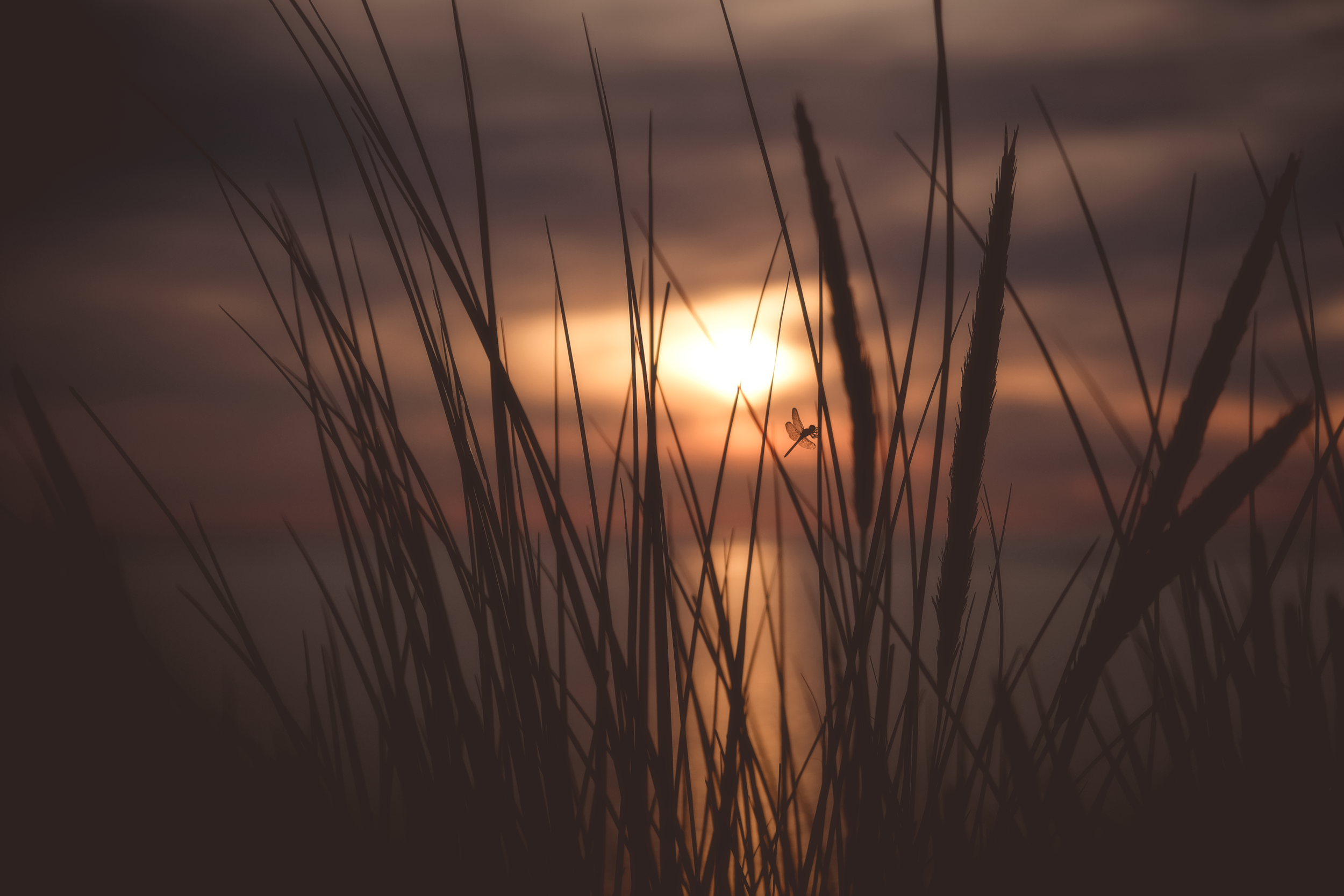 Silhouetted tall grass and a small insect flying near the sun setting over a body of water, with clouds in the sky creating a warm, colorful sunset scene.