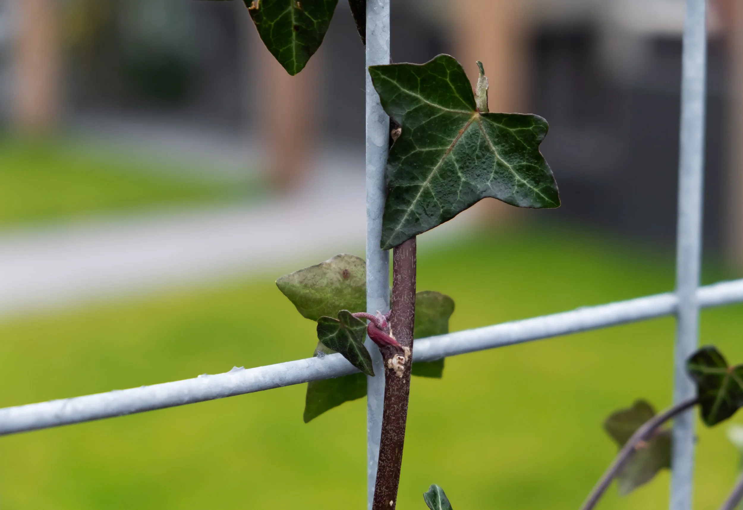 Close-up of ivy leaves growing on a metal fence with blurred background.
