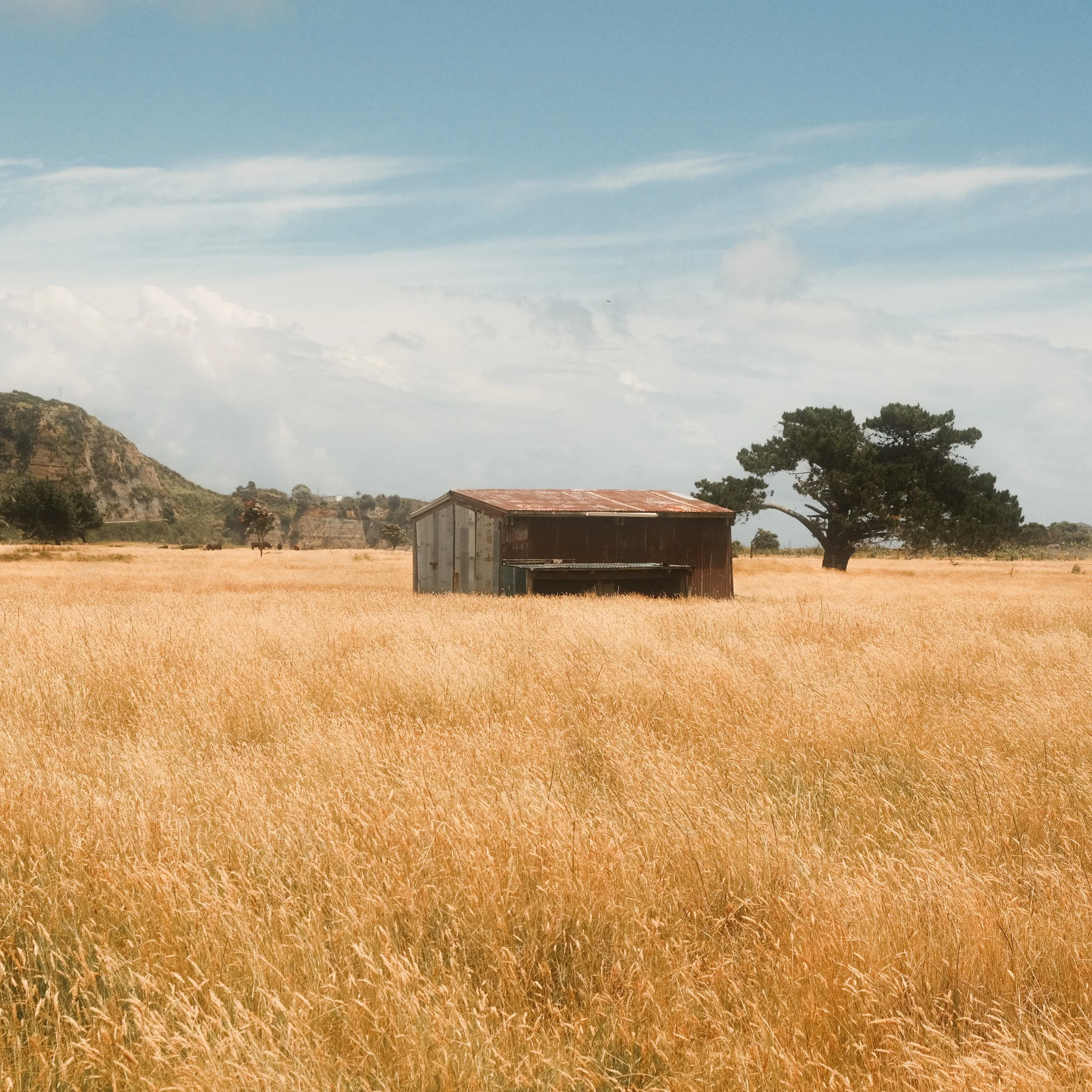 A rusty barn in a vast, golden field with a large tree and mountains in the background under a partly cloudy sky.