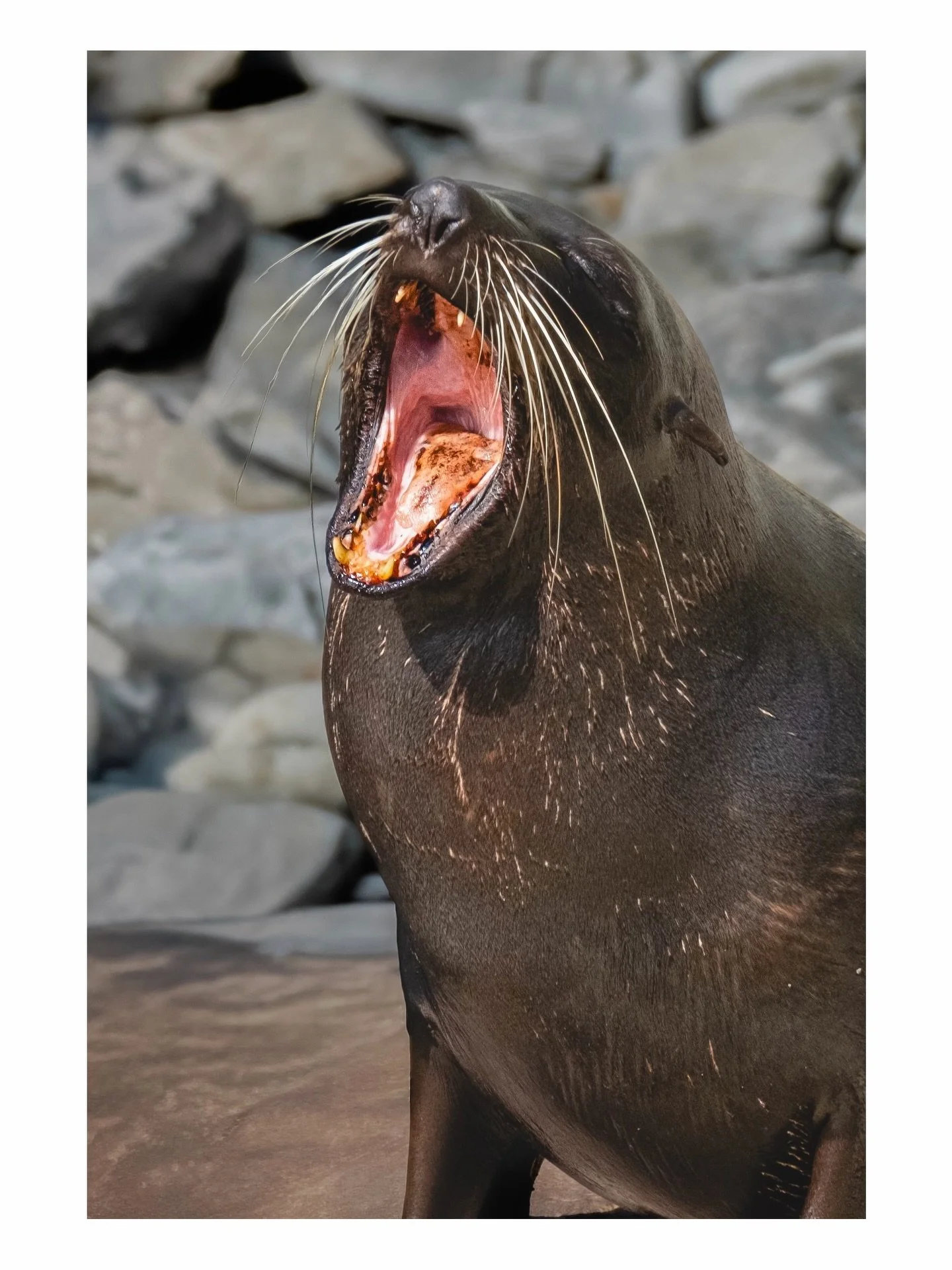 Mornin&rsquo; 

 #Canterbury #newzealand #Wildlifephotography #fujifilm #kaikoura