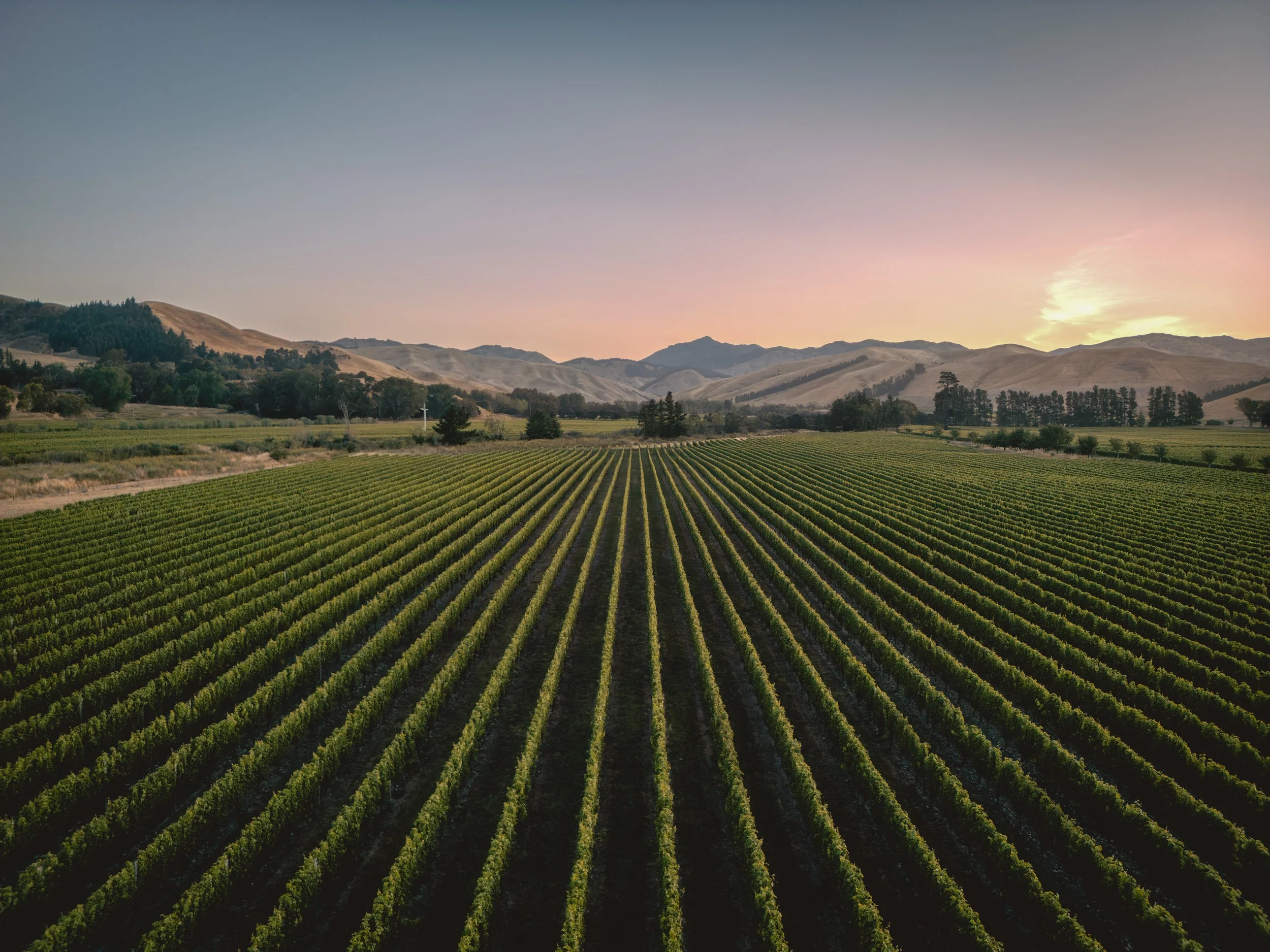 Vineyard with rows of grapevines at sunset, with mountains in the background.