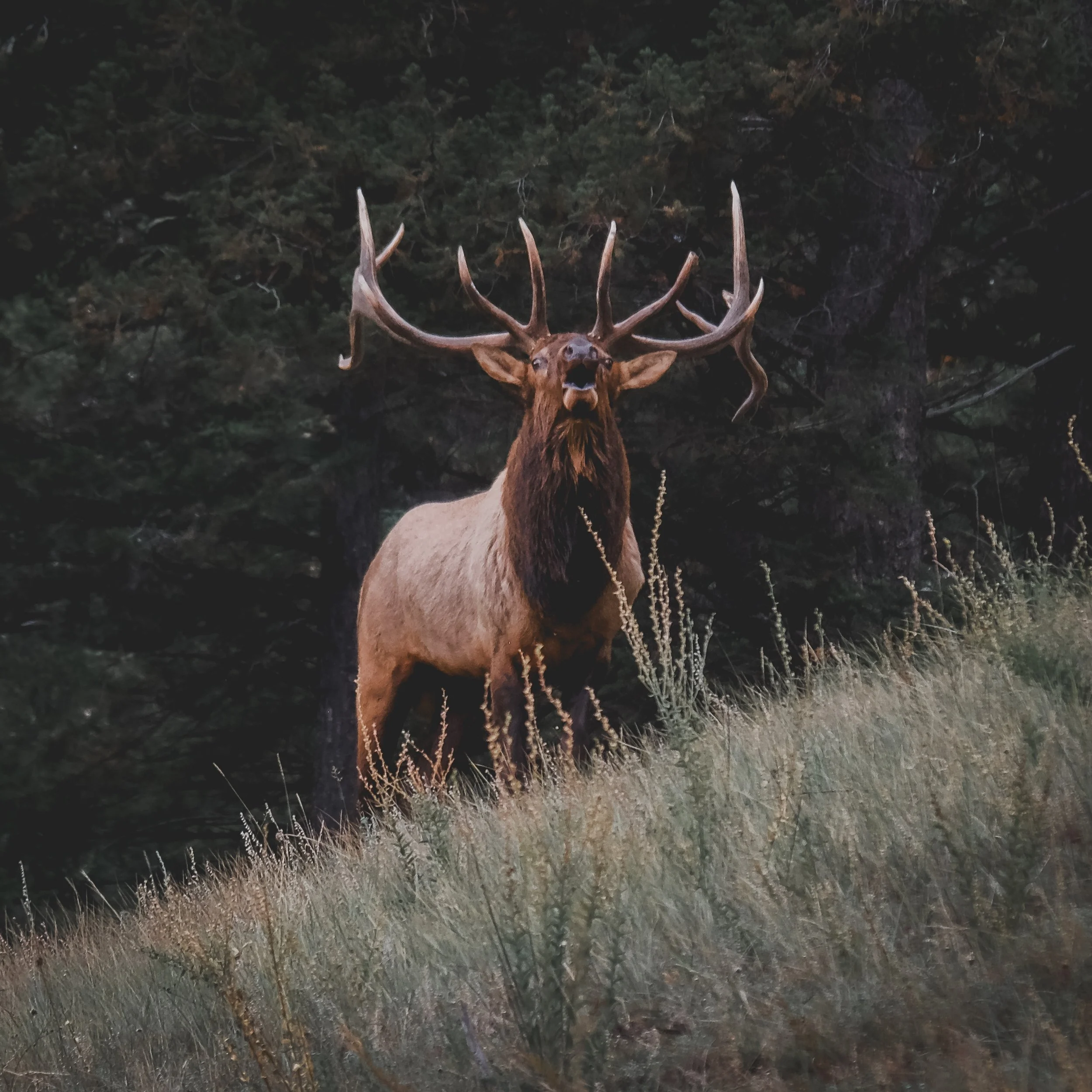 A large elk with impressive antlers standing among tall grass in a forested area.