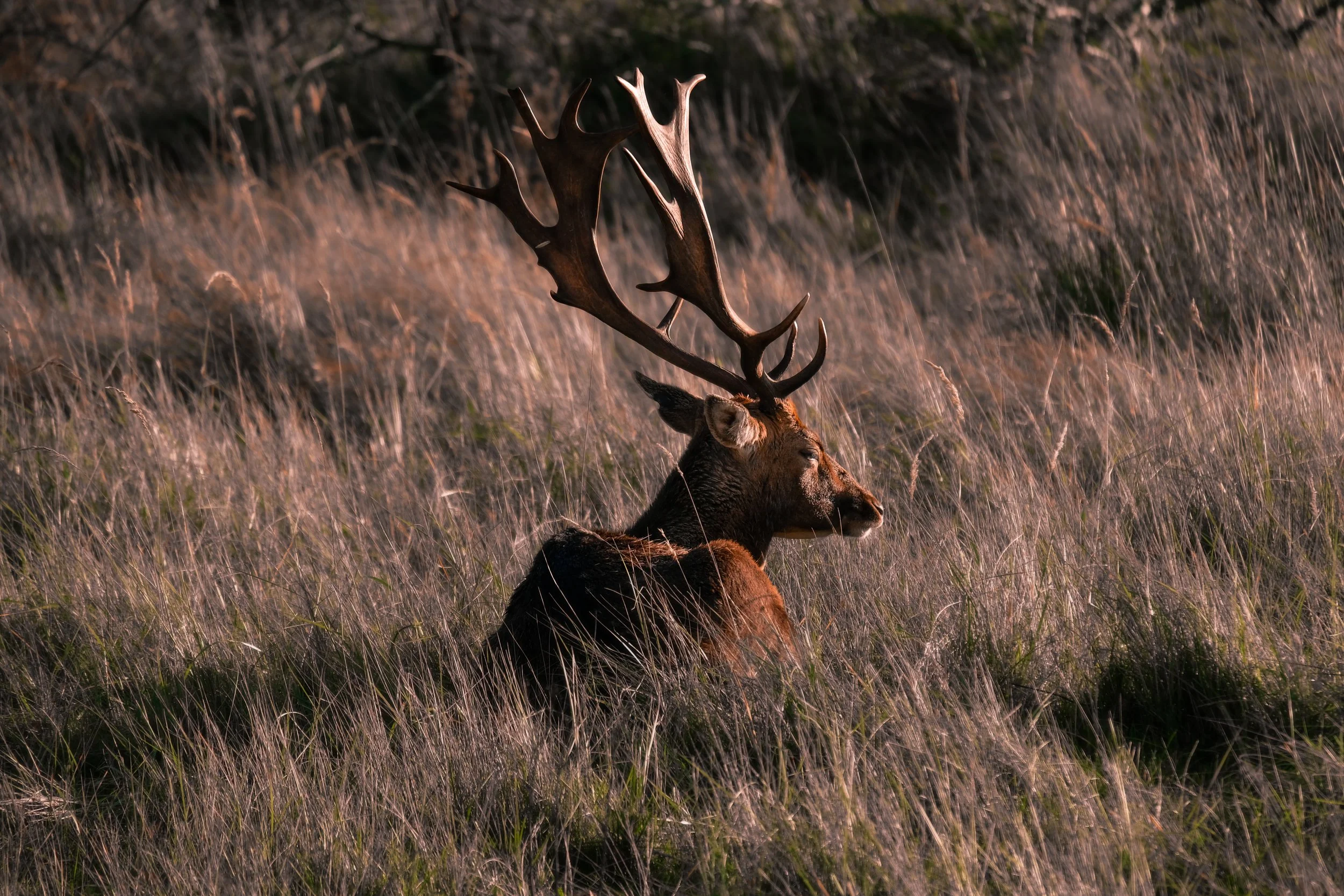 A large elk with prominent antlers sitting in a grassy field during sunset.