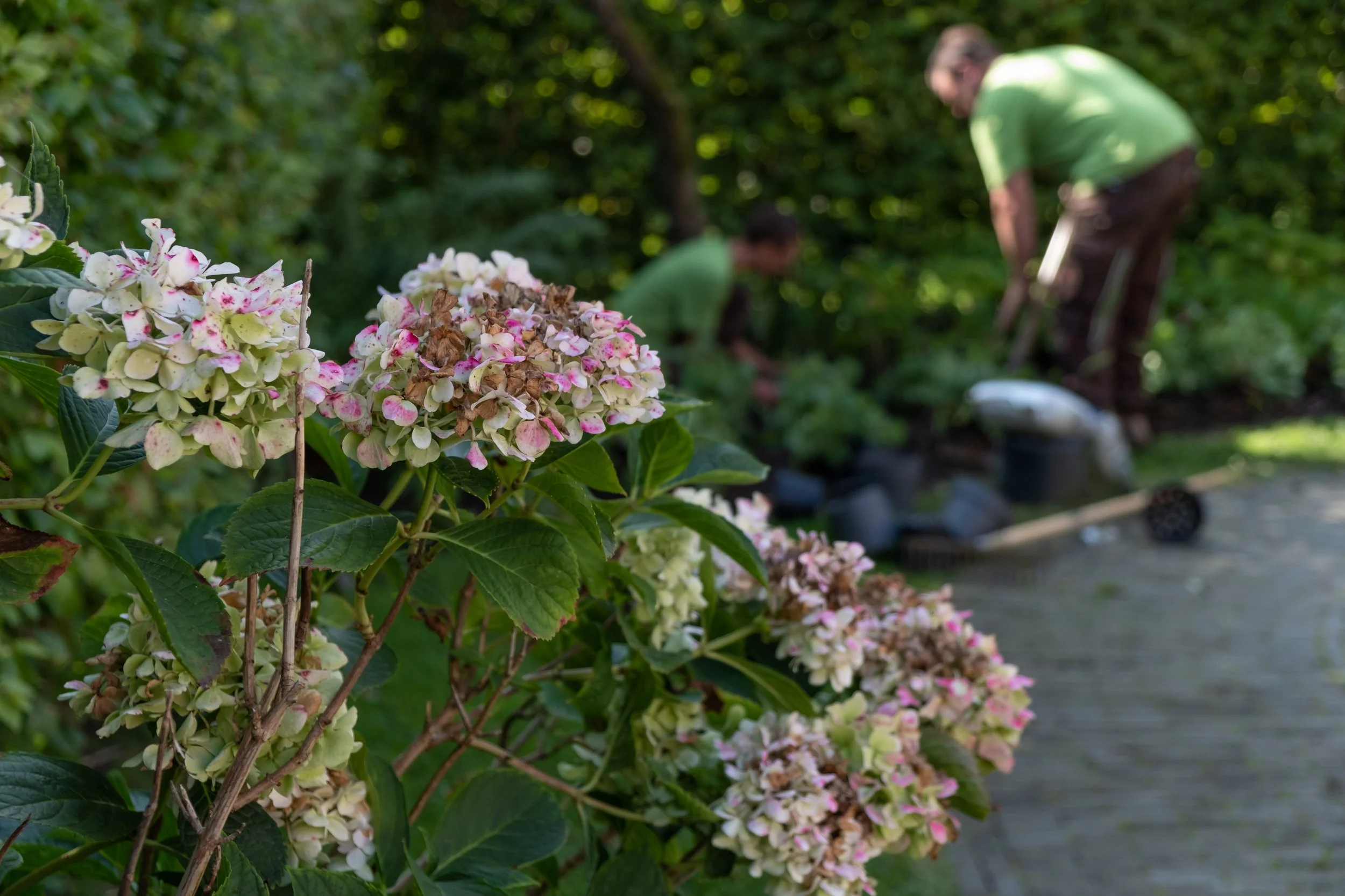 Close-up of blooming hydrangea flowers in the foreground, with two people gardening and working on a landscape in the background.