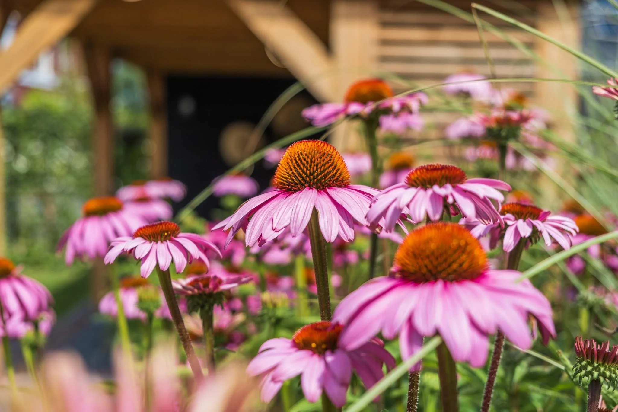 Close-up of pink coneflowers with orange centers in a garden.
