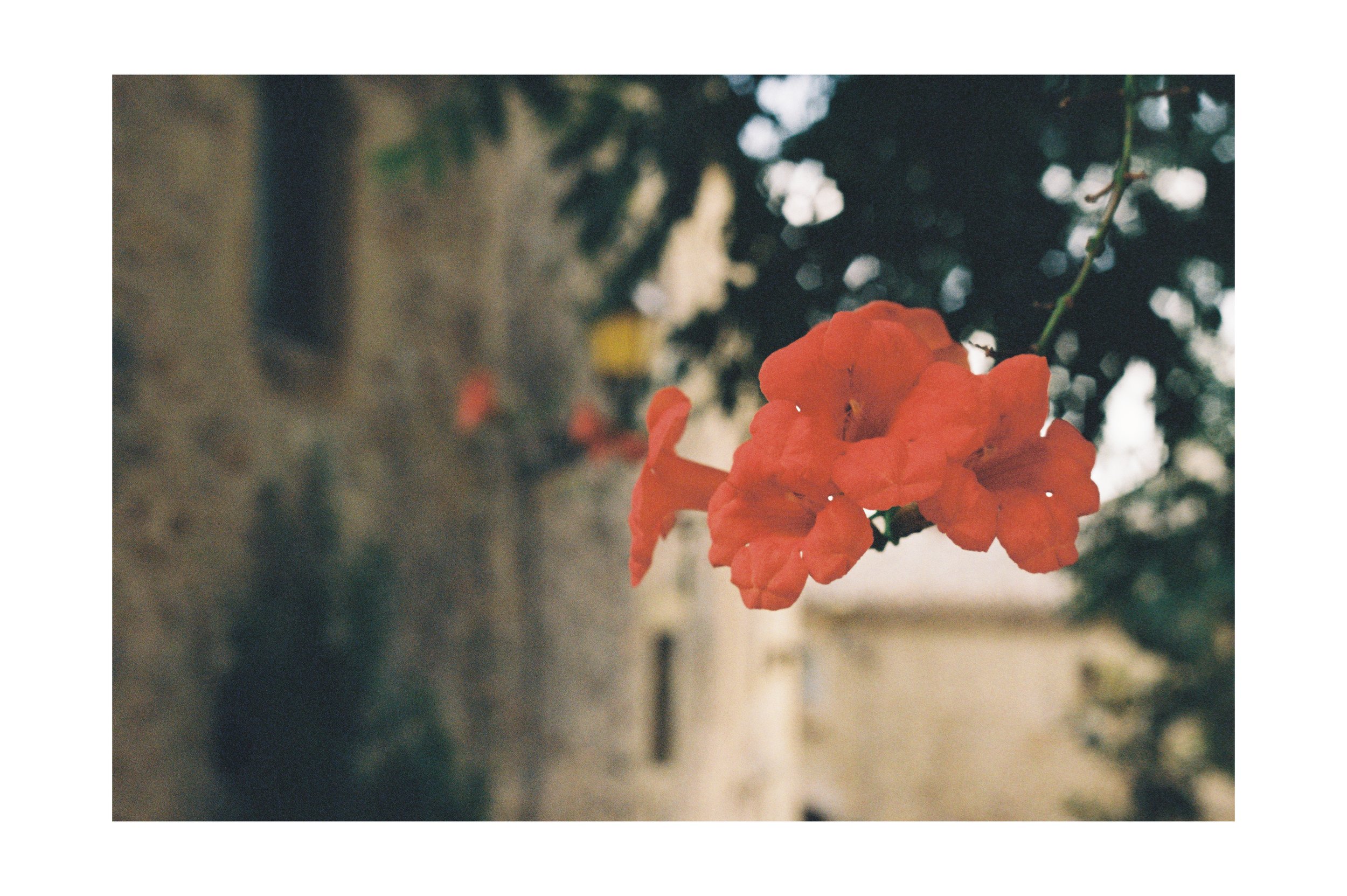 Close-up of a cluster of bright orange flowers on a branch, with a blurred background of a building and trees.
