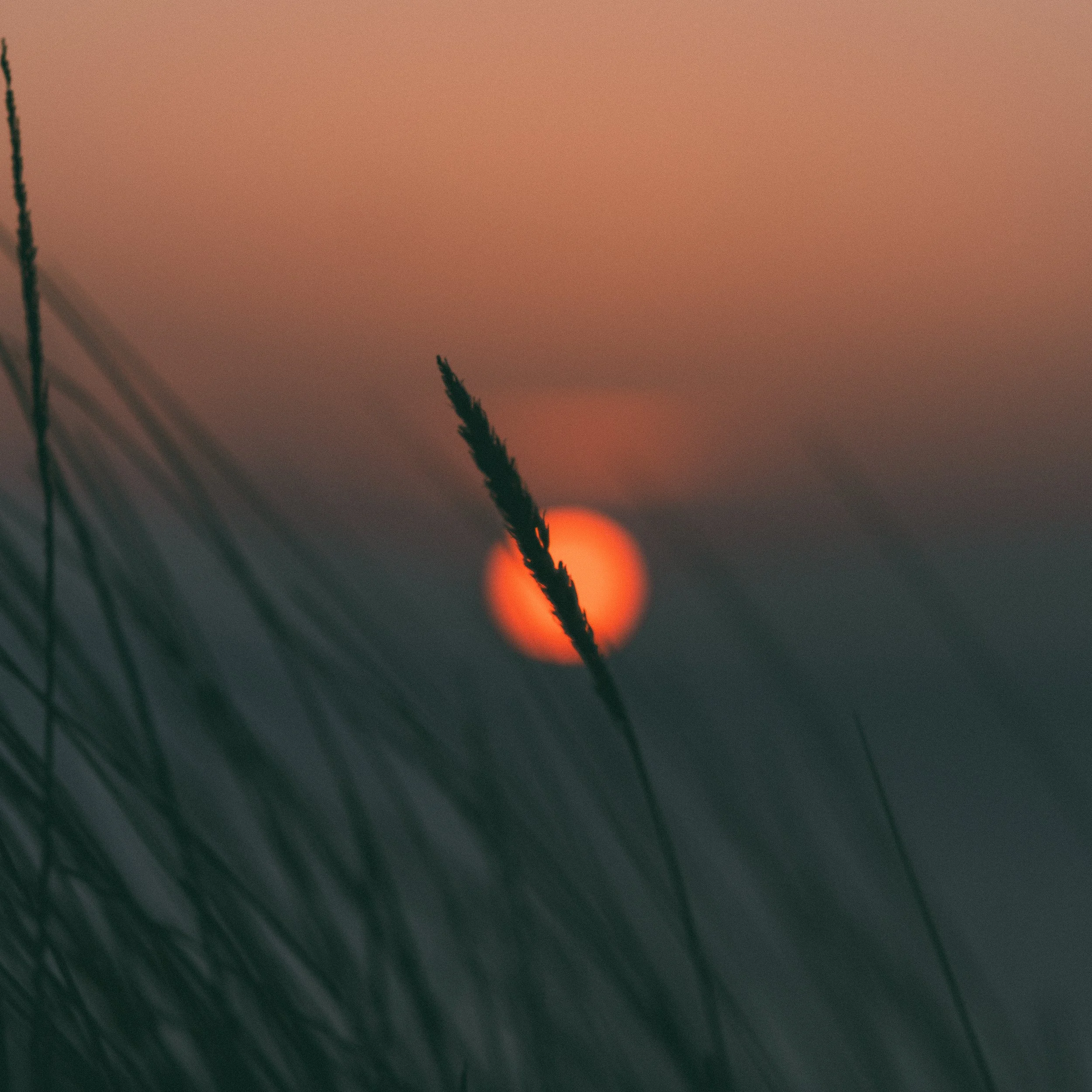 A close-up of tall grass silhouetted against a sunset with an orange sun in the background, creating a peaceful and serene atmosphere.