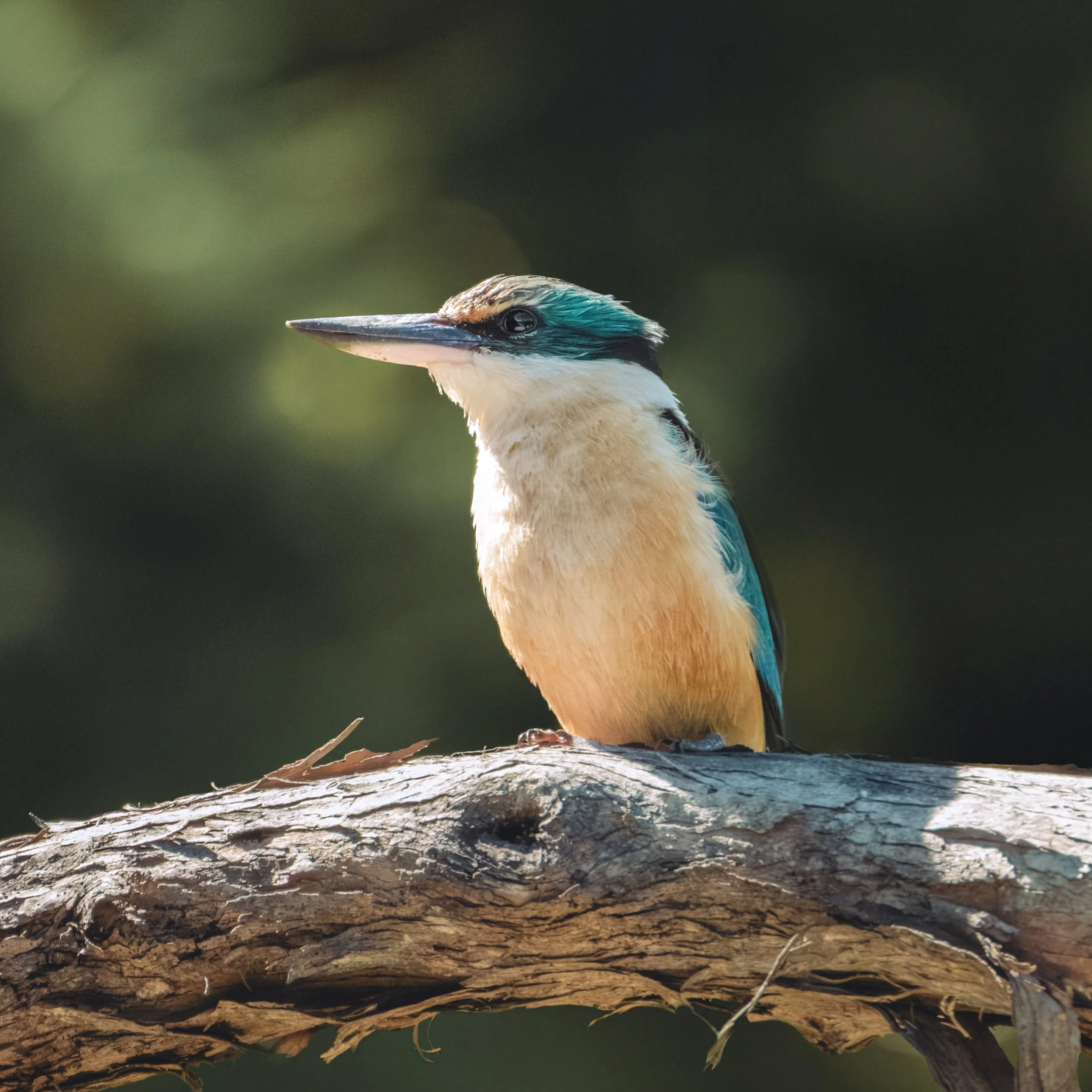 A kingfisher bird perched on a textured, weathered tree branch, with a blurred green background.
