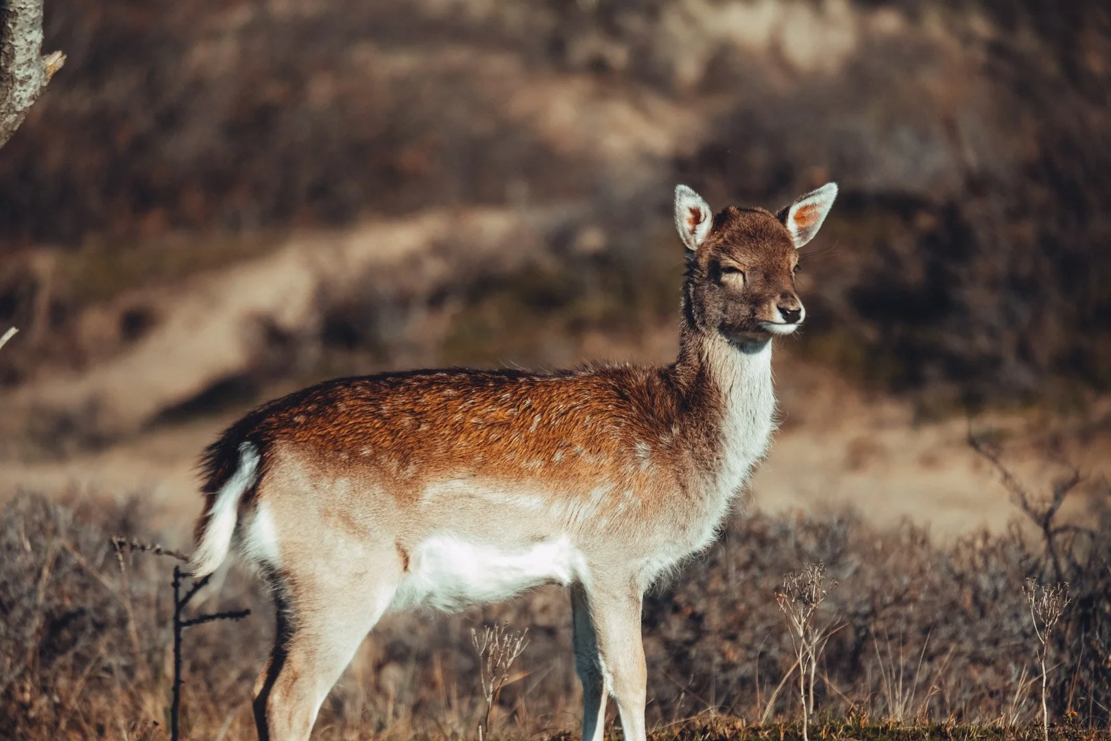A young deer with brown fur and white underbelly stands in a natural outdoor setting amidst dry grass and small plants, with a blurred background of earth and rocks.