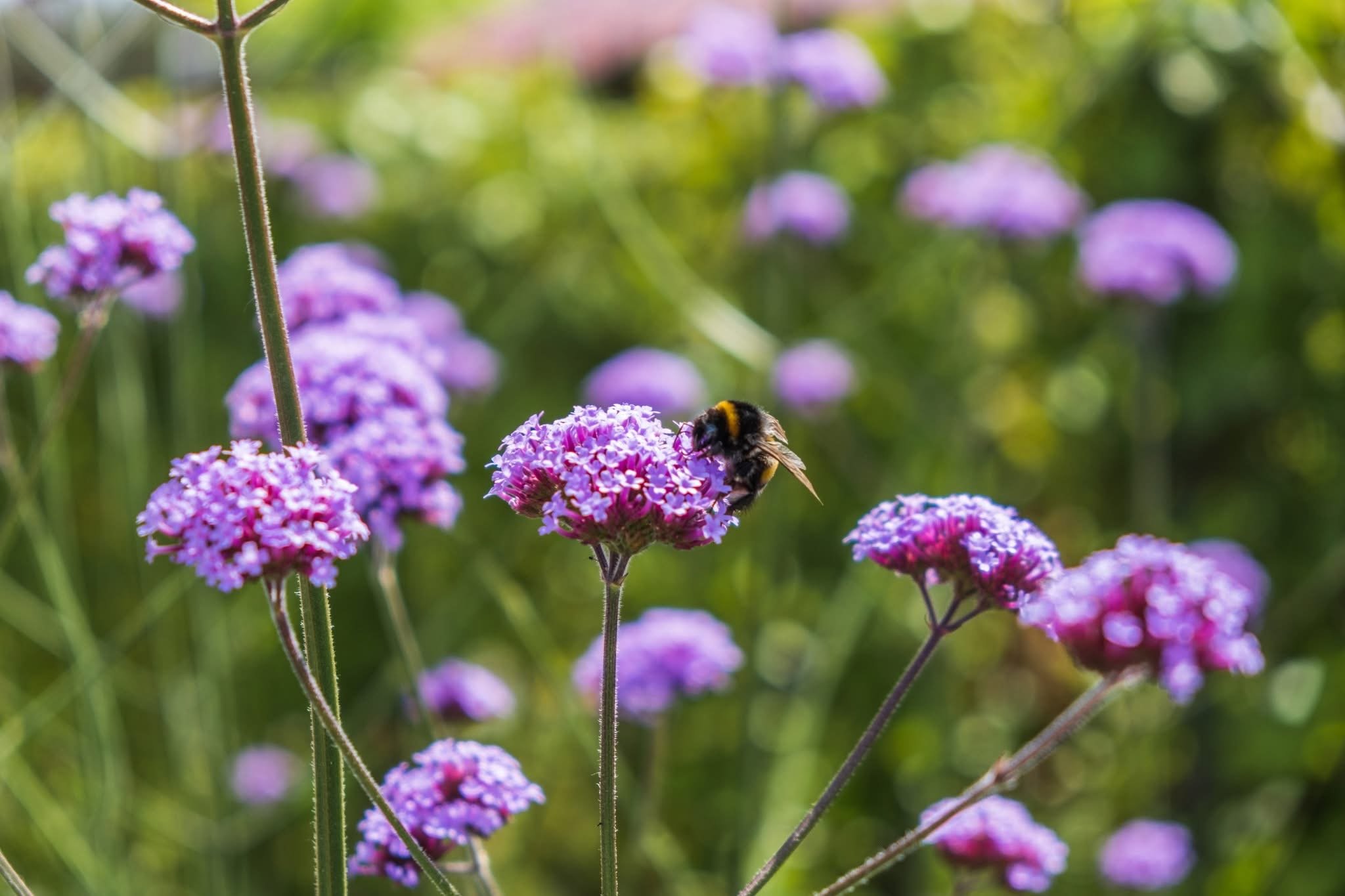 A bee collecting nectar from purple verbena flowers in a garden.