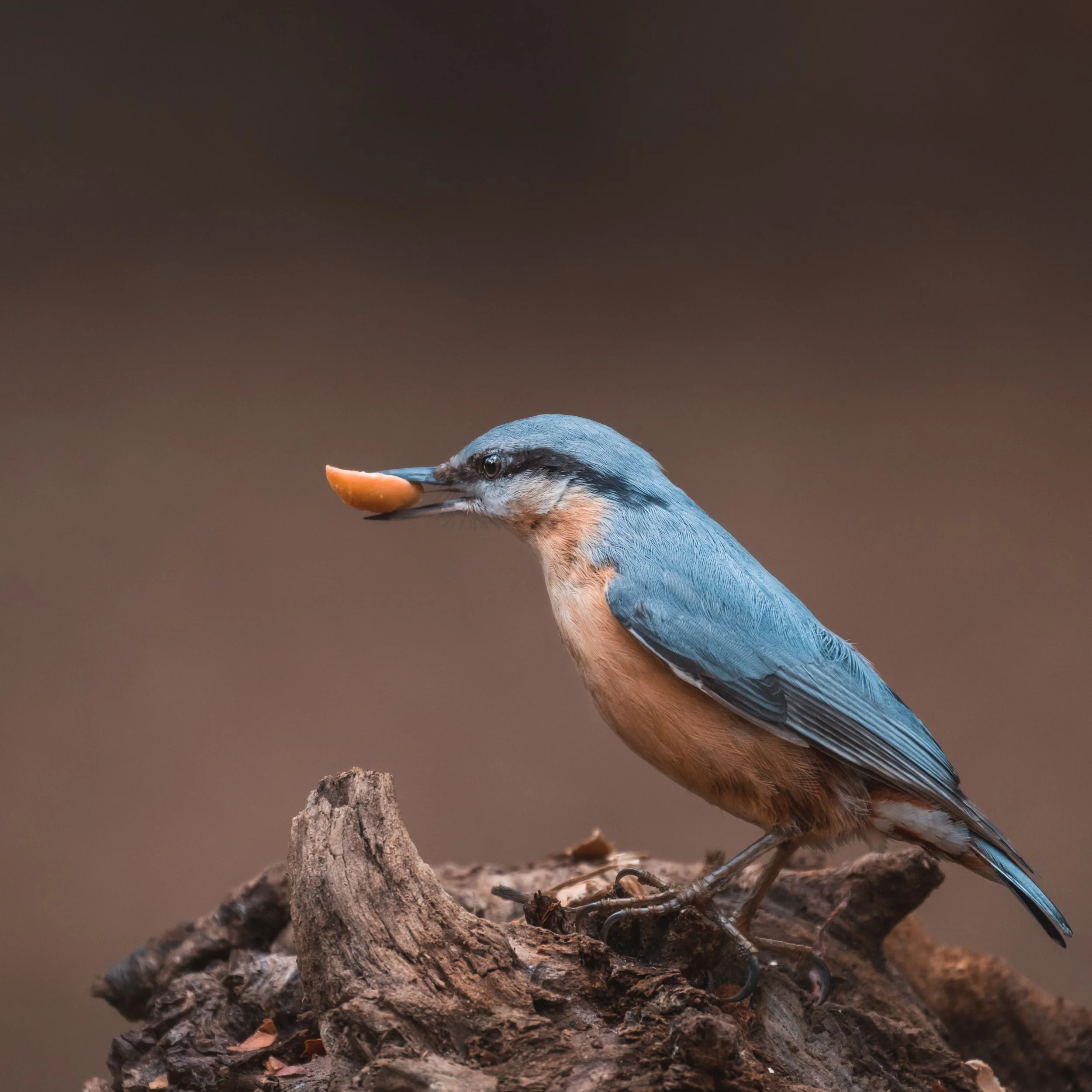 A kingfisher bird sitting on a piece of wood holding a small fish in its beak.