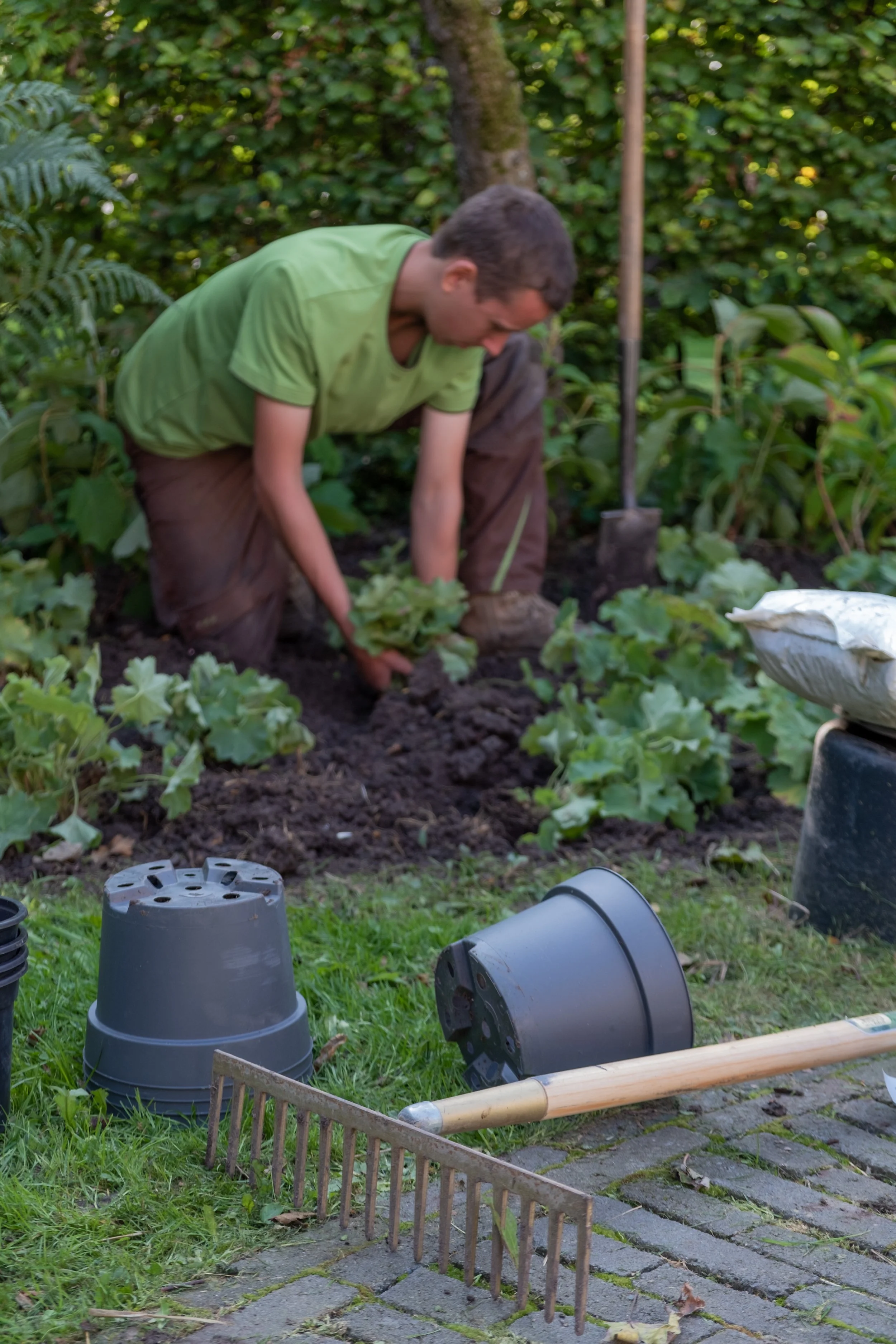 A person wearing a green shirt and brown pants is gardening, planting lettuce in a garden bed surrounded by green vegetation. Gardening tools and pots are on the grass nearby.