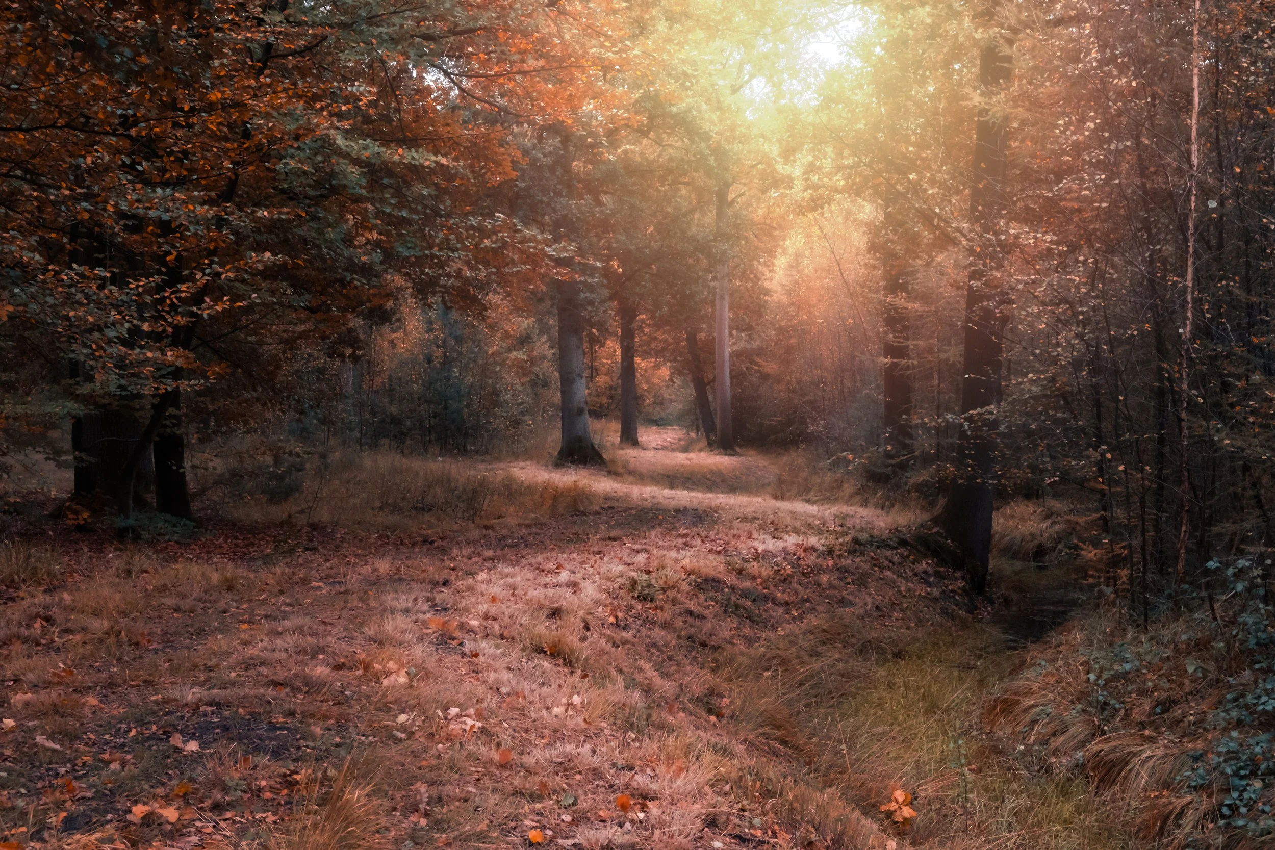 A forest scene during autumn with trees and a dirt path, sunlight filtering through the leaves.