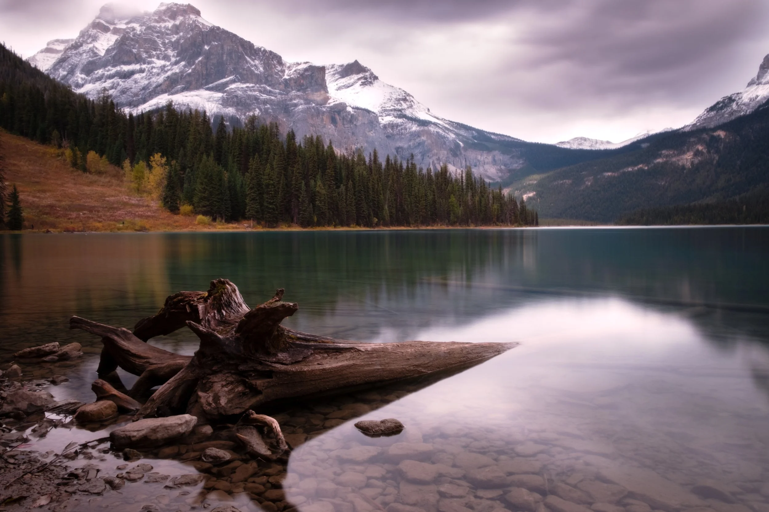 A tranquil mountain lake surrounded by dense pine forests and snow-capped peaks, with a large piece of driftwood on the rocky shore in the foreground.